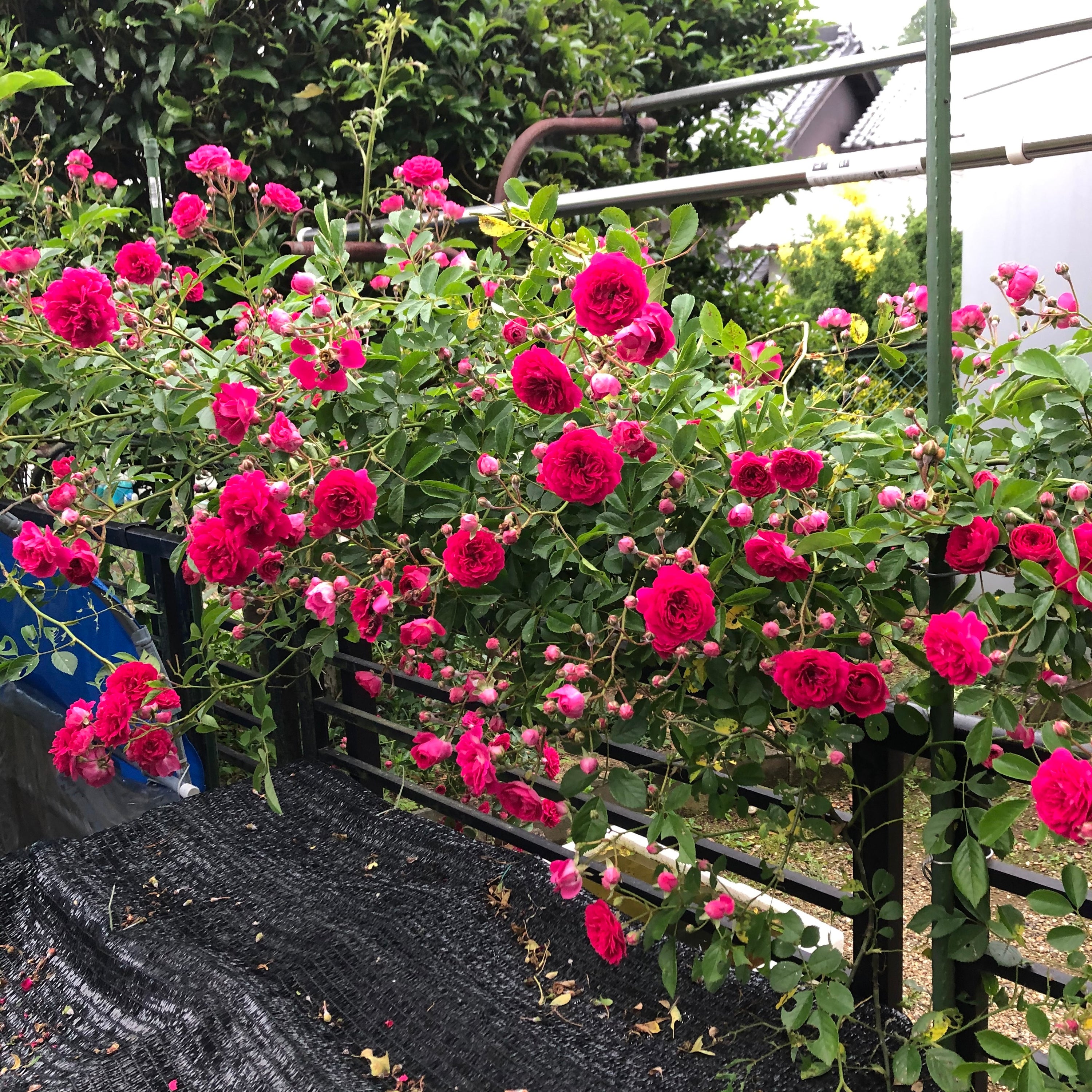 庭先の花