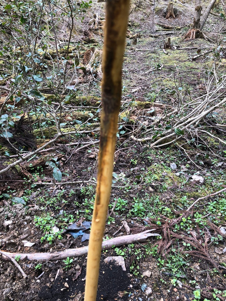 オウバク植樹したのに・・・