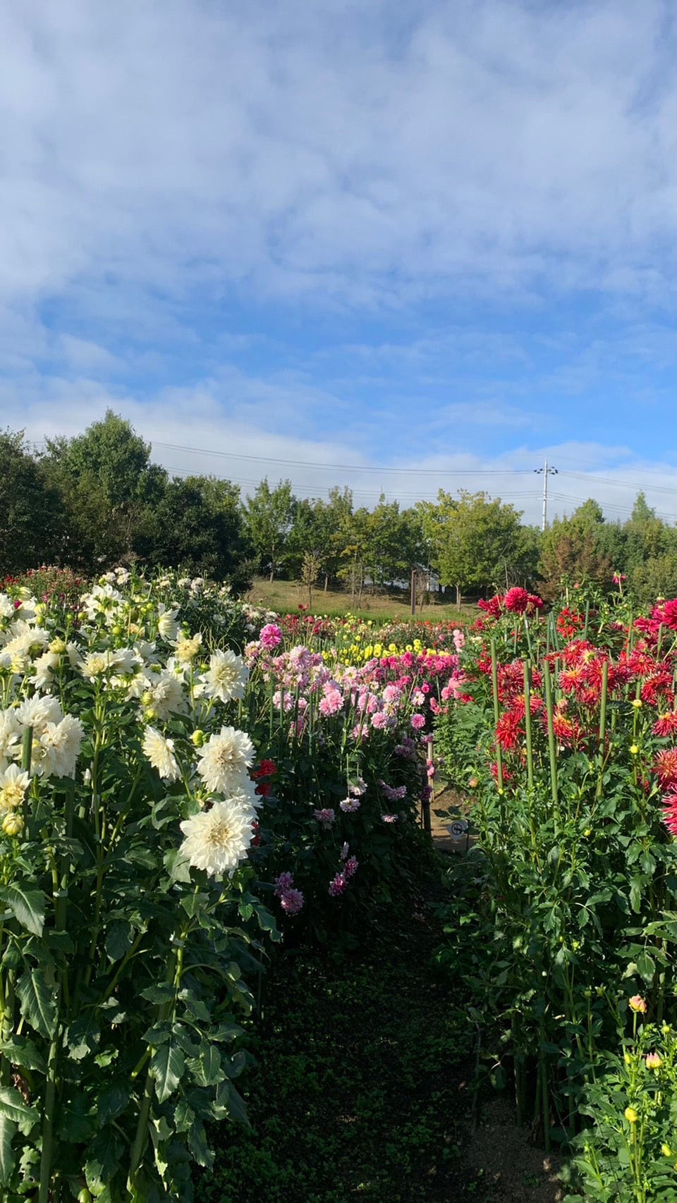 馬見丘陵公園