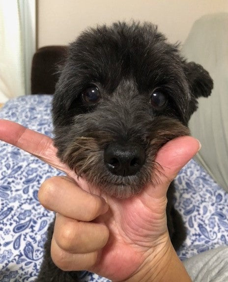 アゴのせチャレンジ