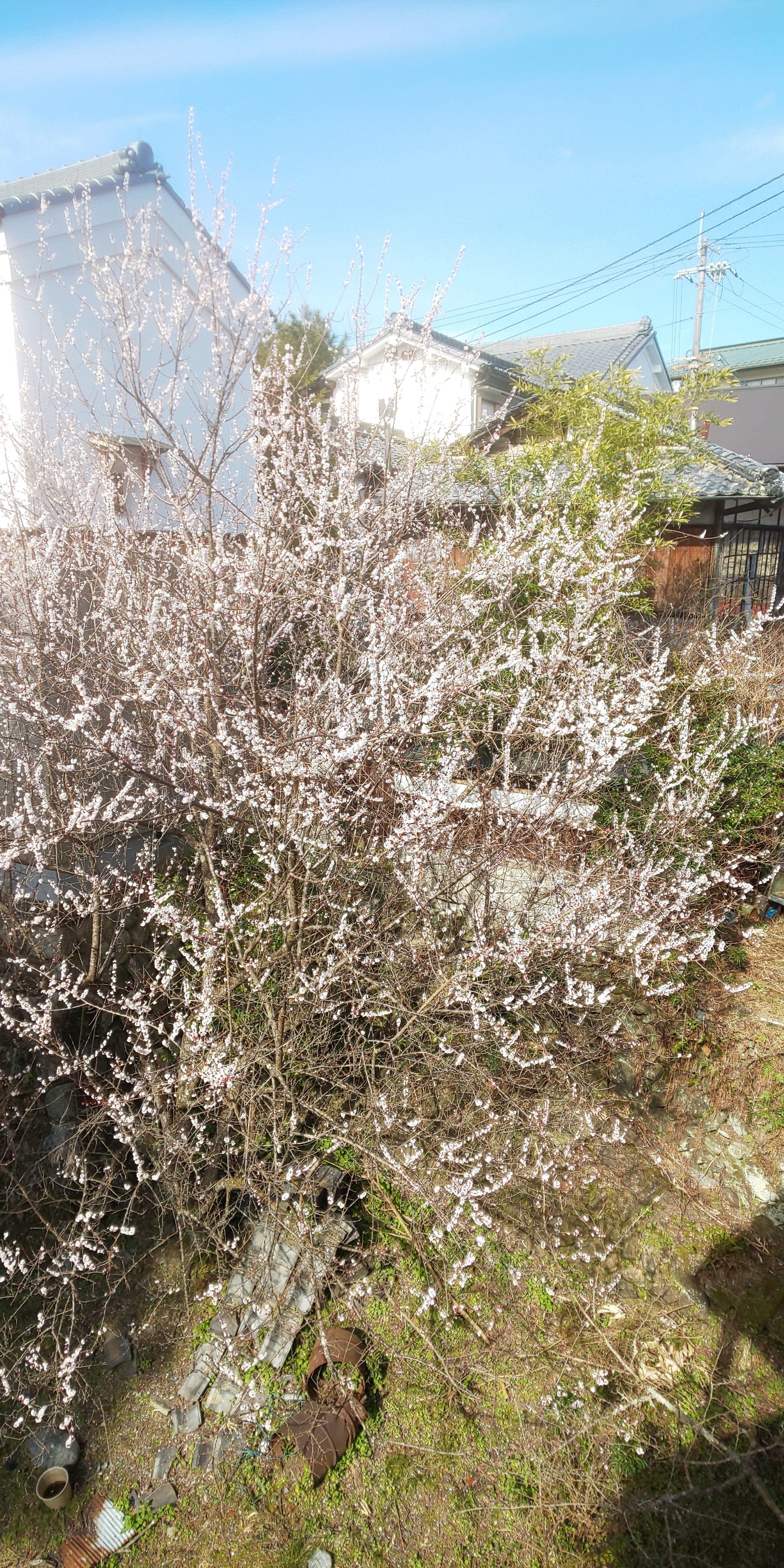 梅満開