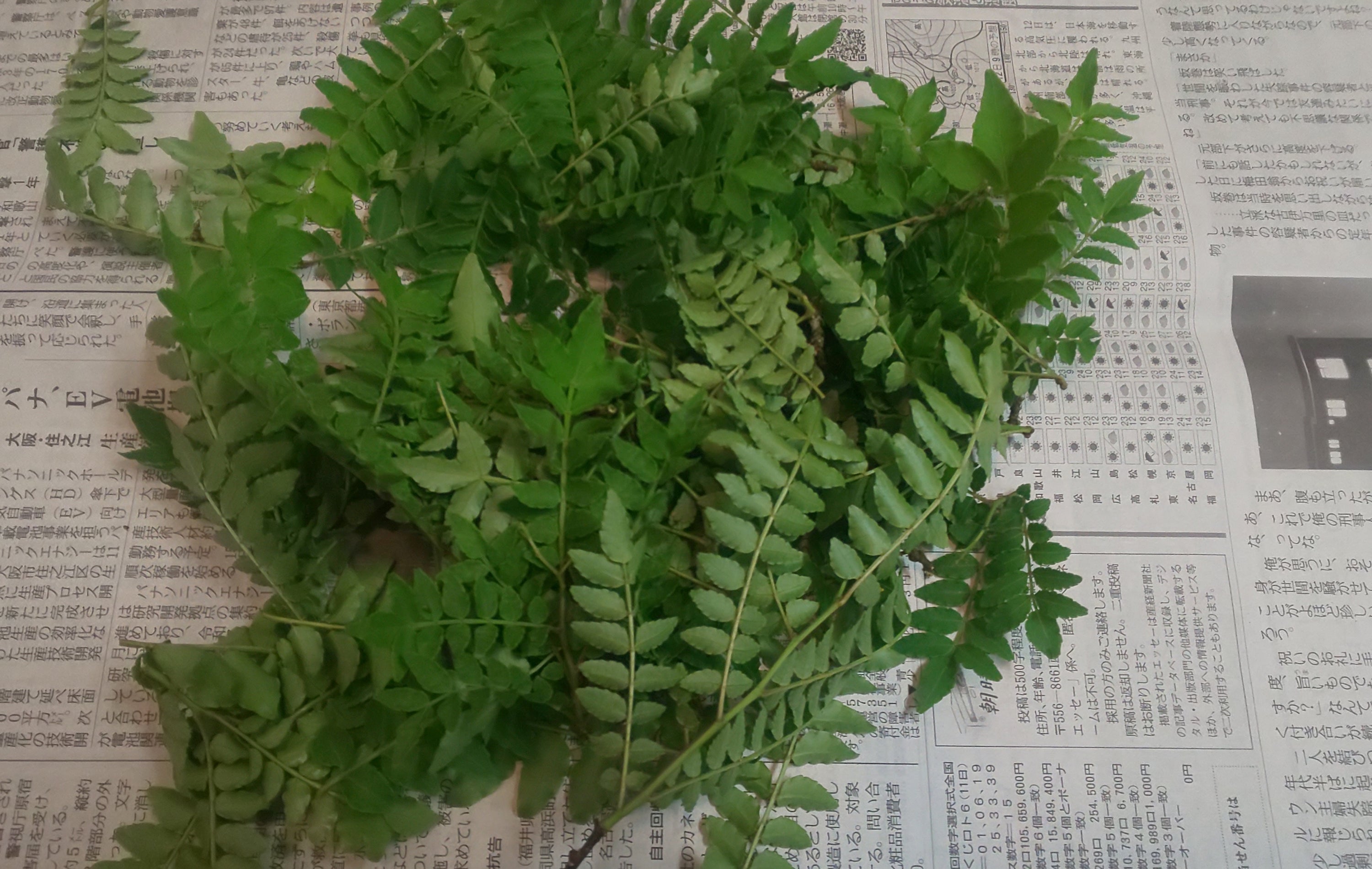 木の芽