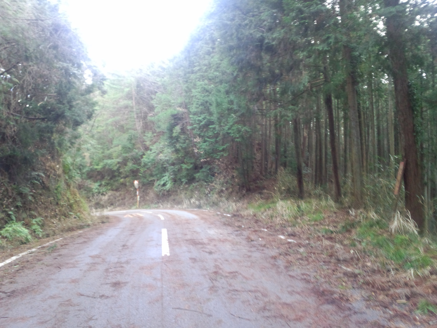 風の強い日の後