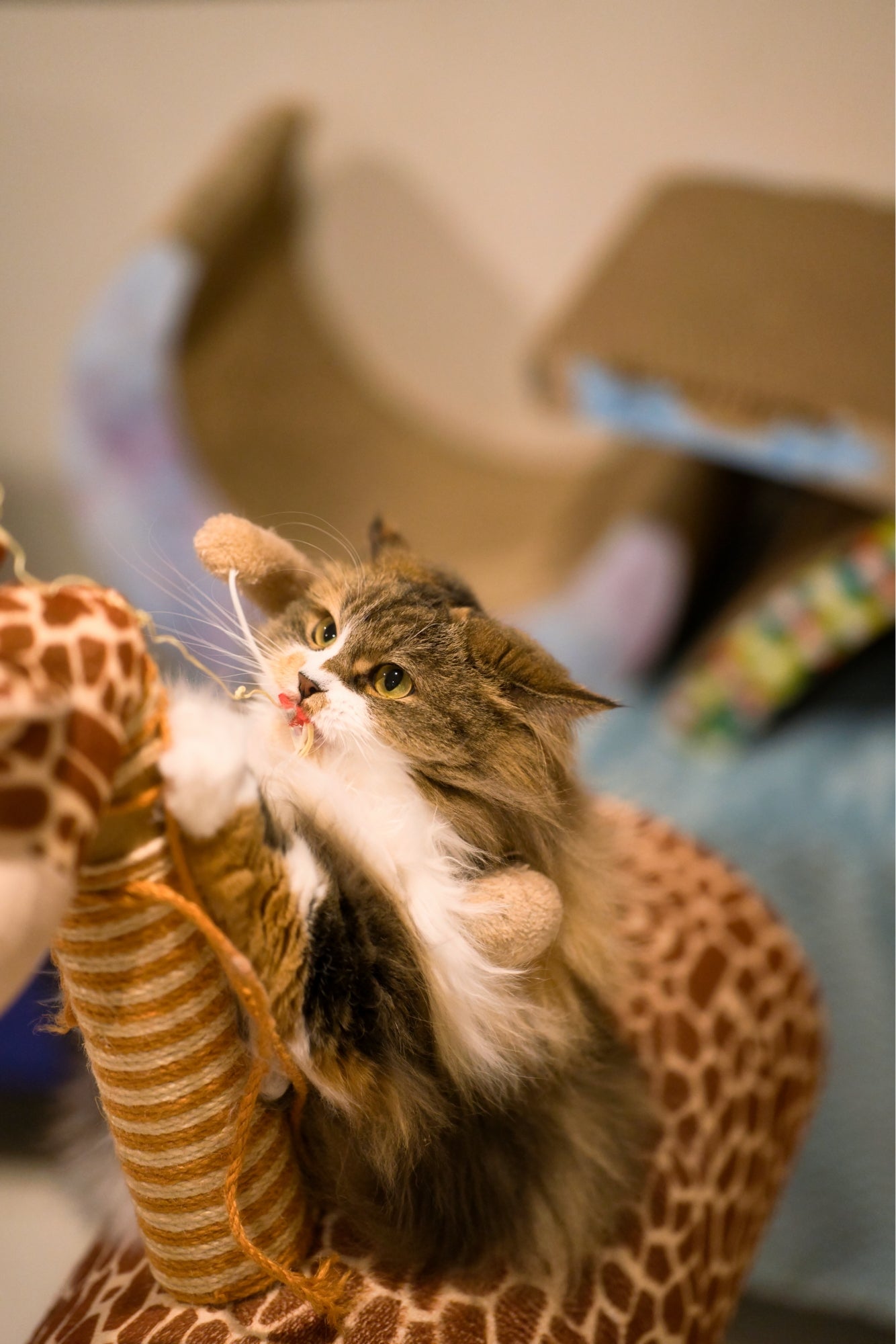 猫