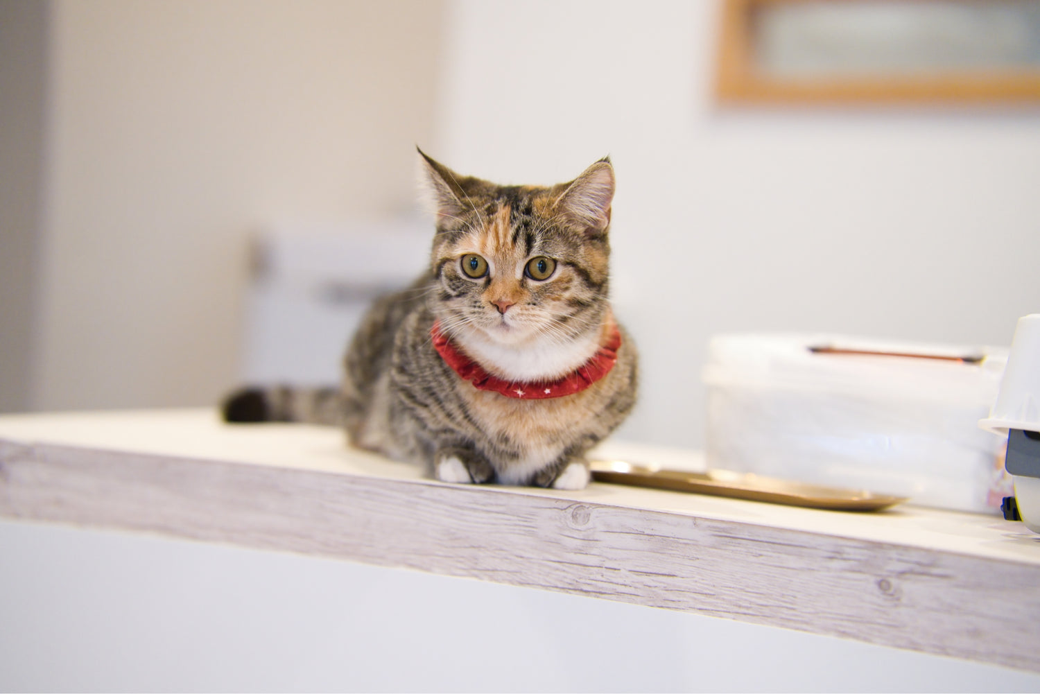小さな天使