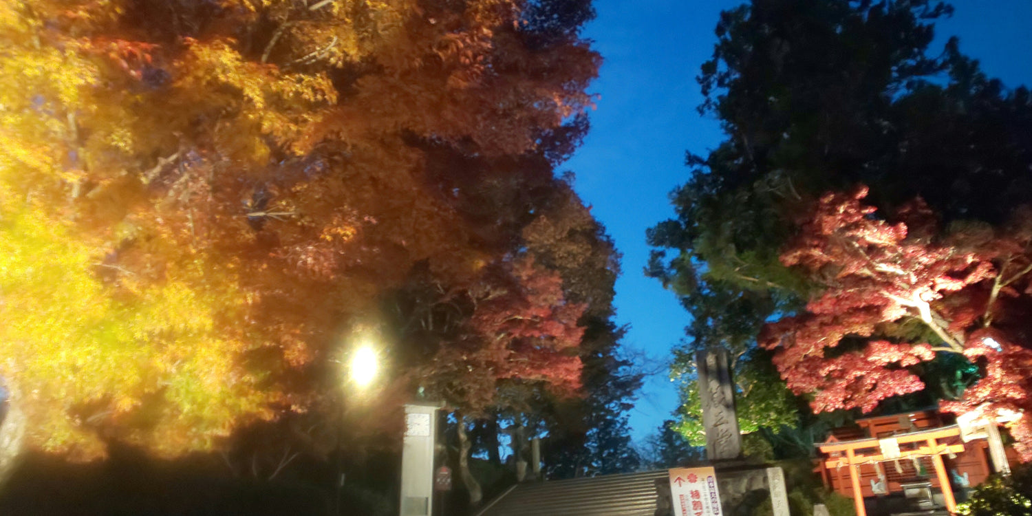 紅葉ライトアップ