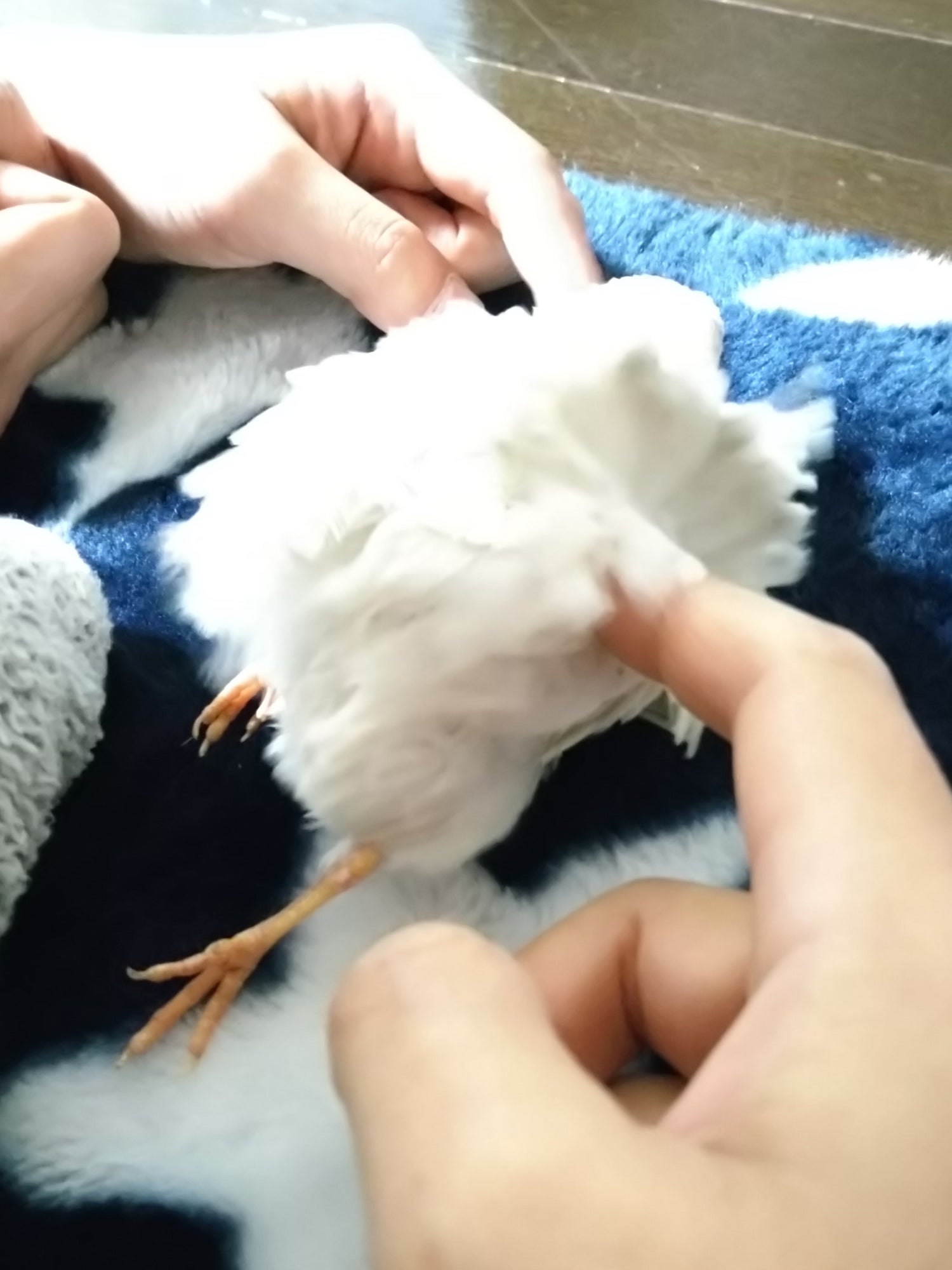 うずら⑥