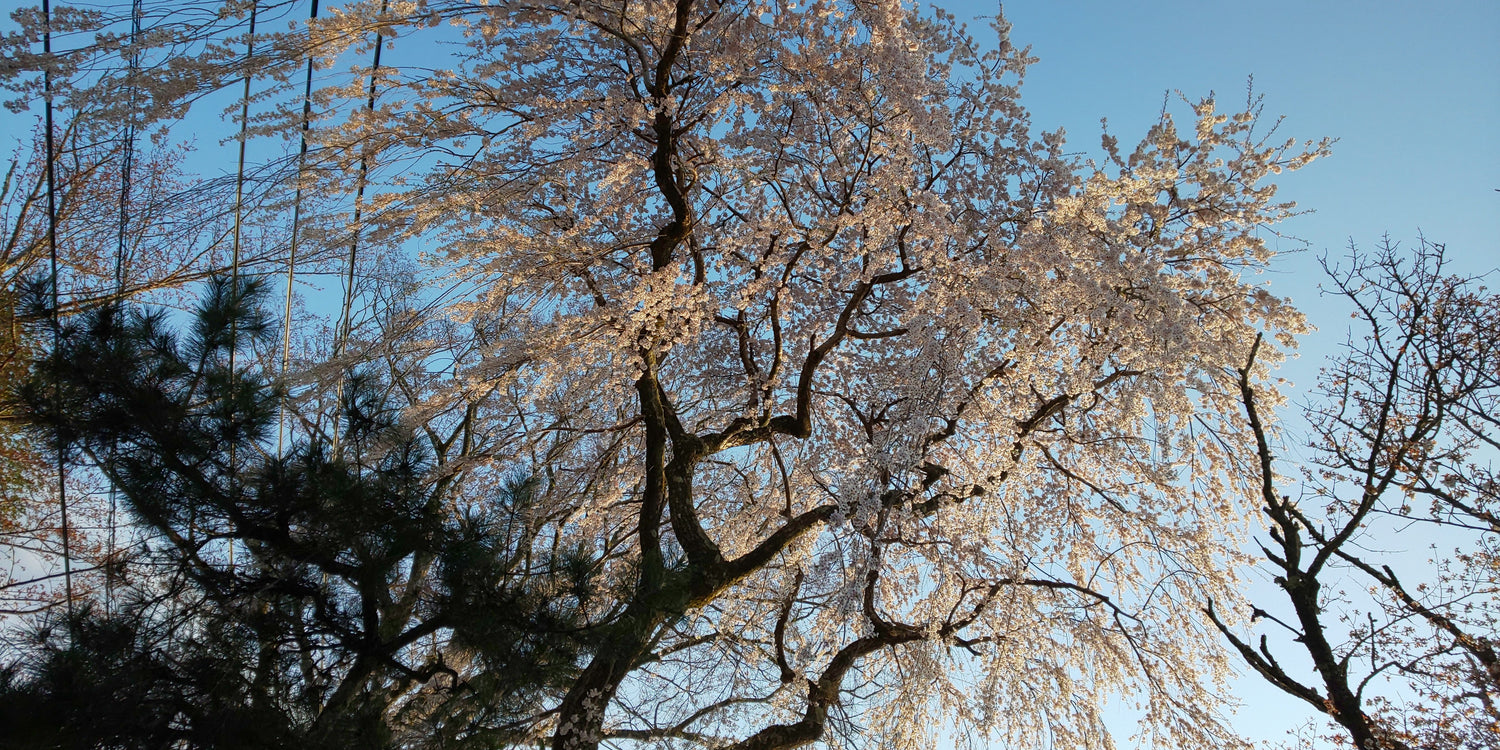 しだれ桜