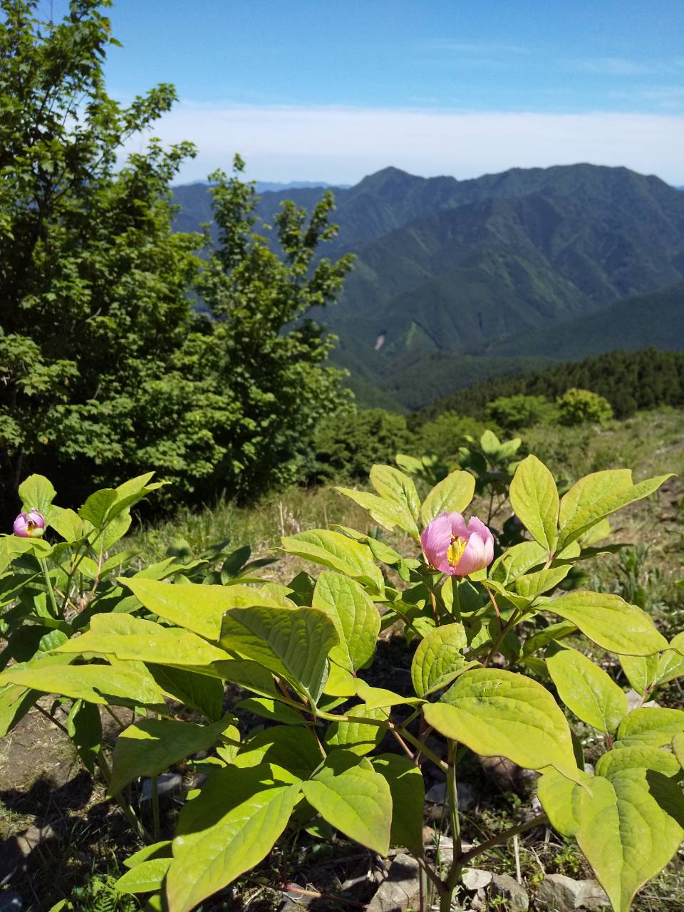 山芍薬の花