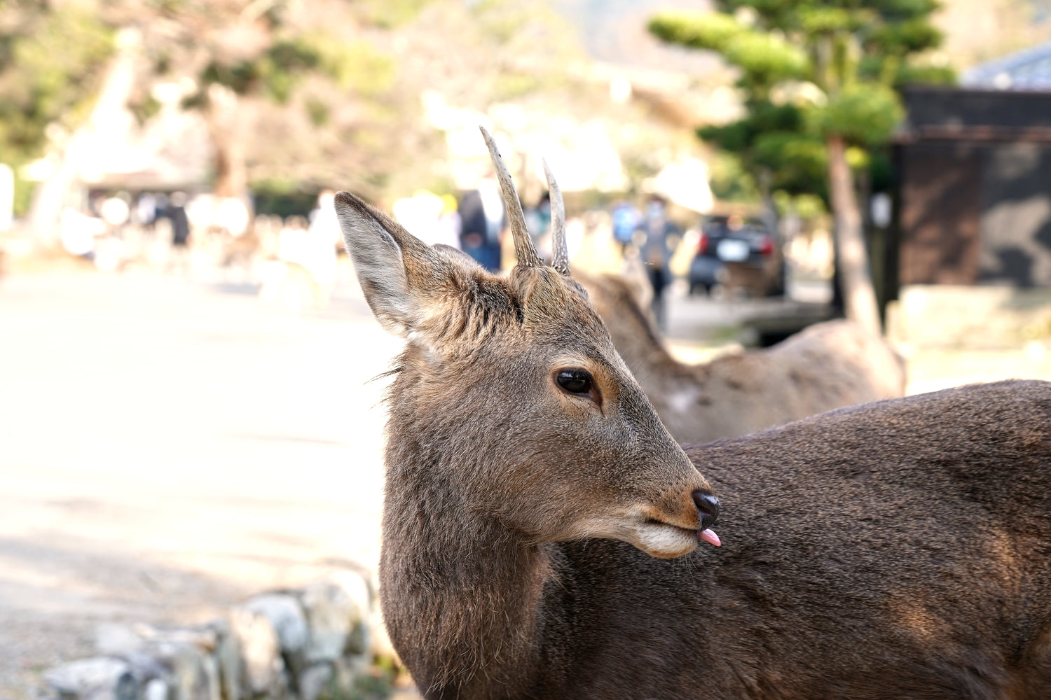 奈良公園