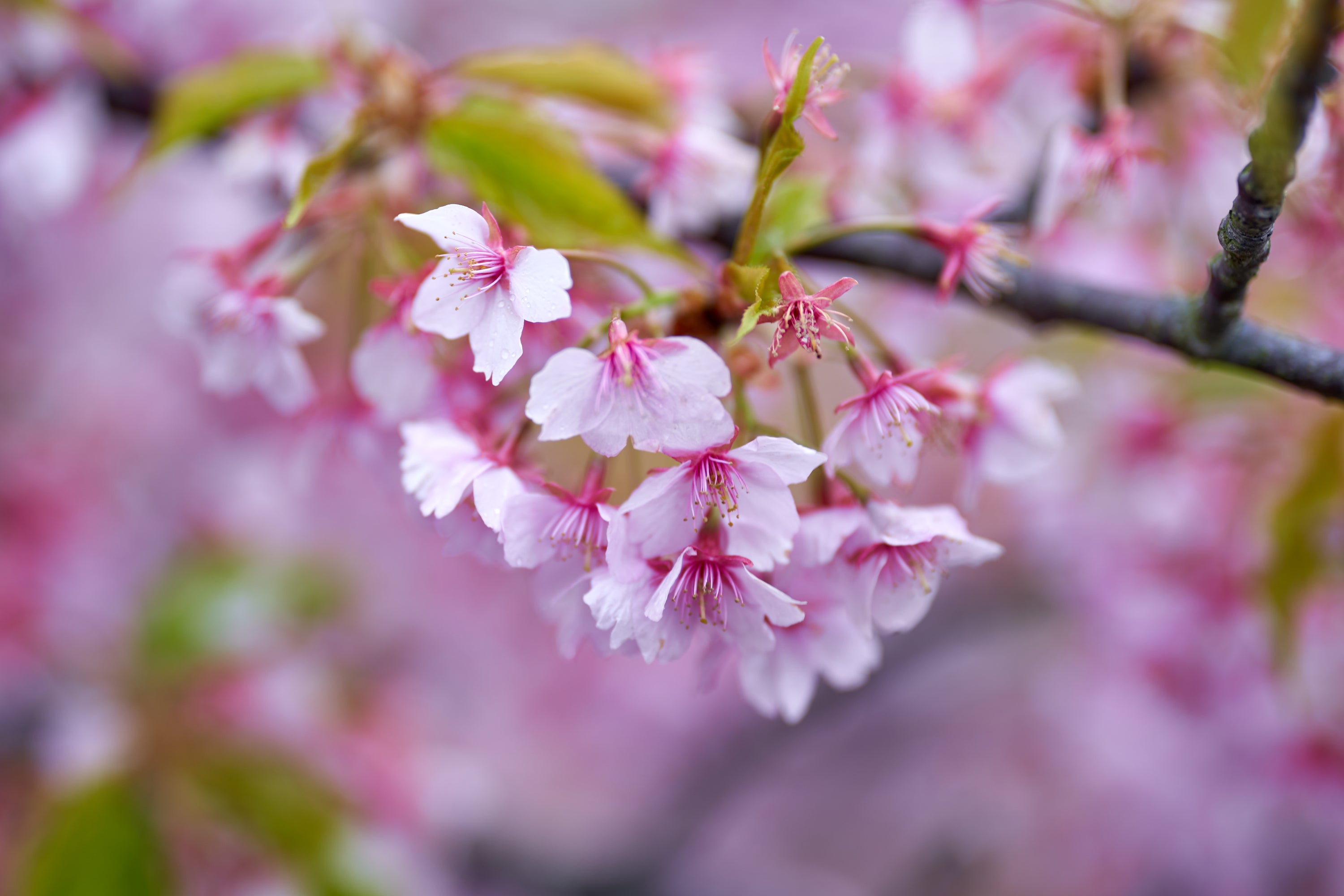 河津桜