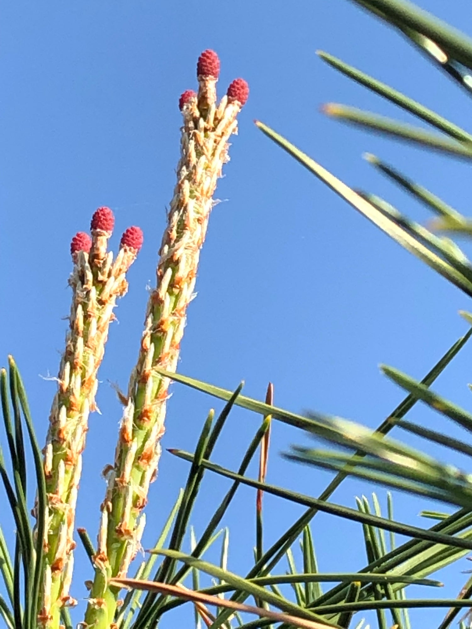 松の花