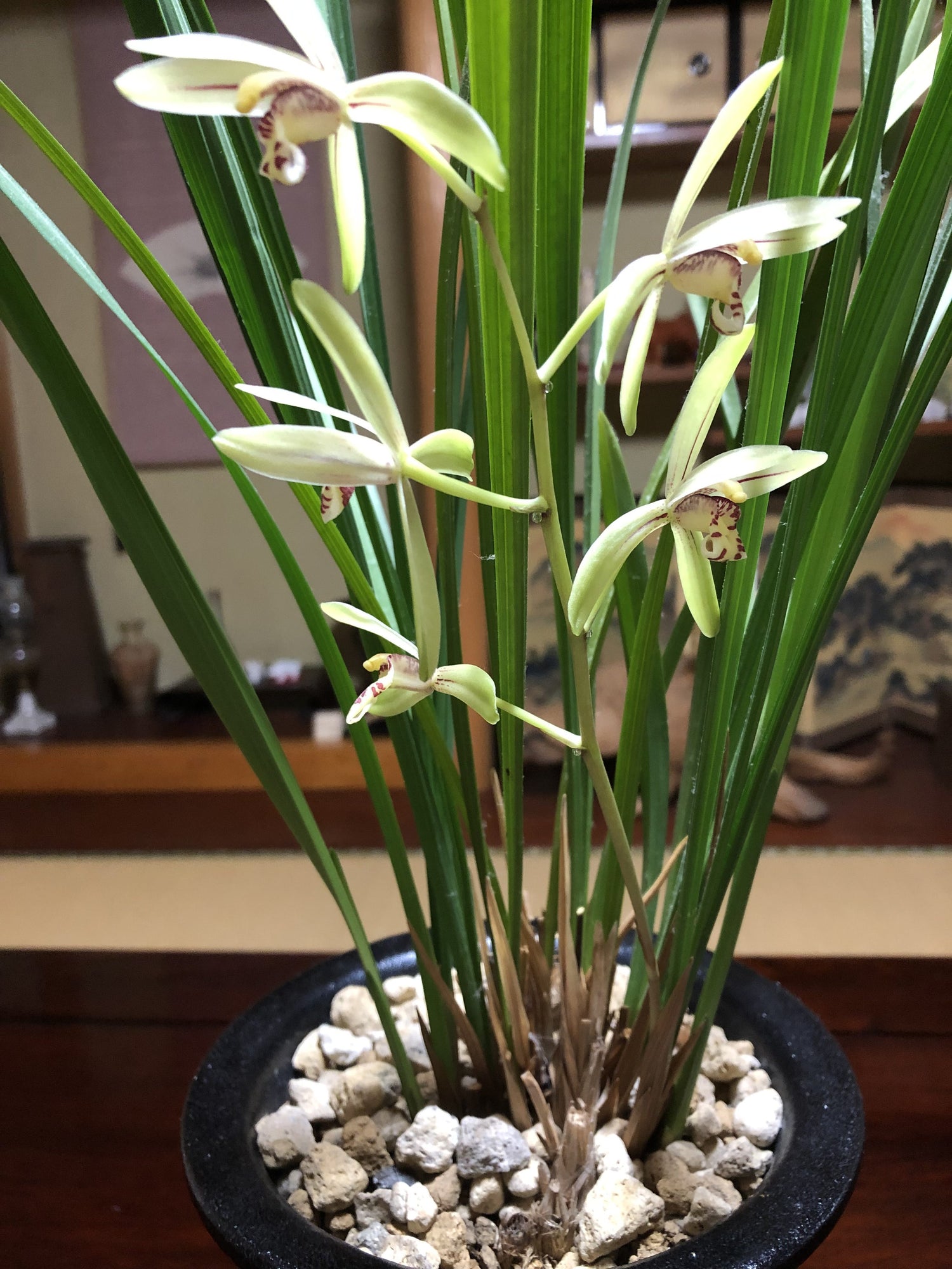駿河蘭が咲きました(^O^)／
