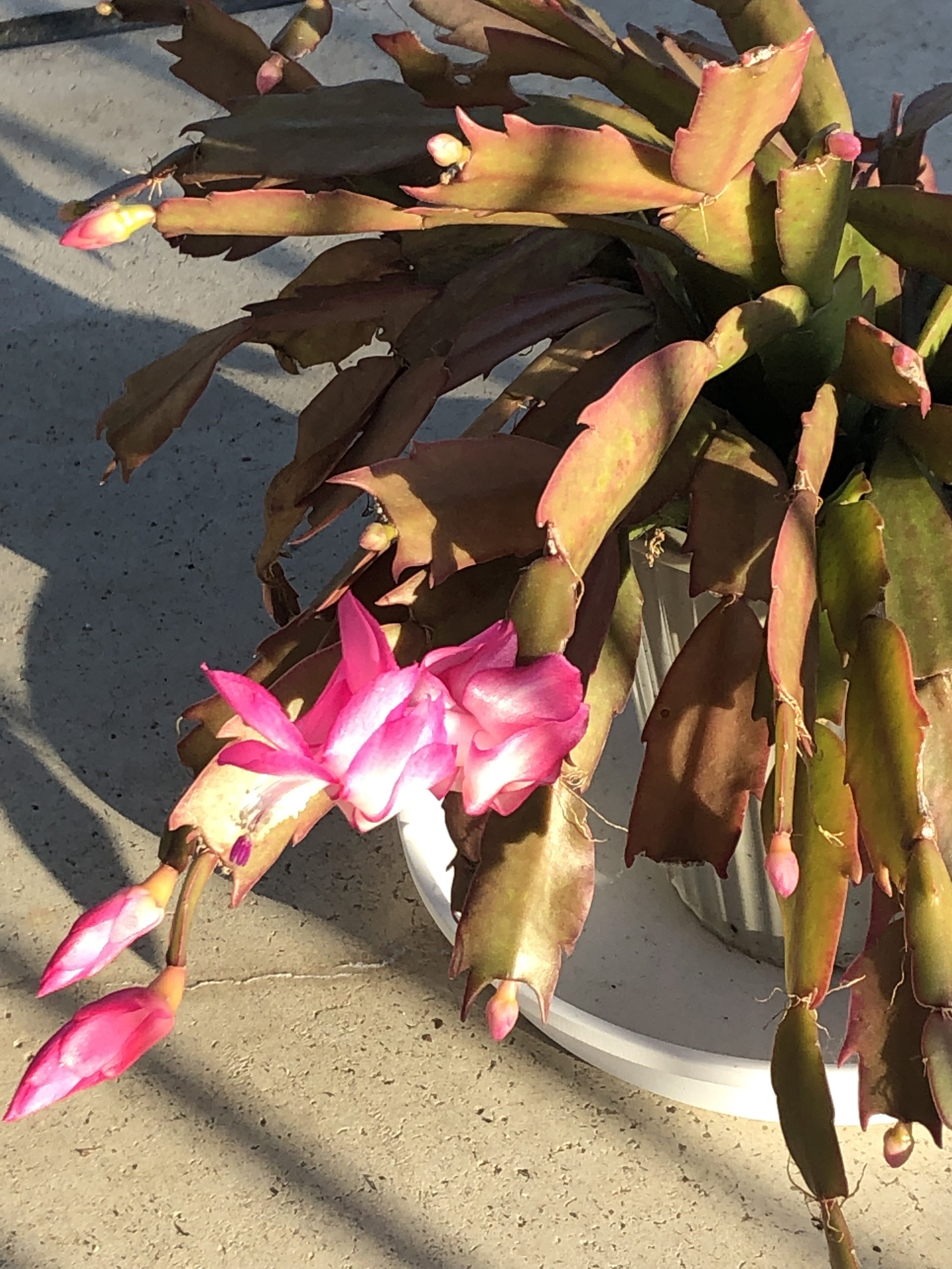 開花