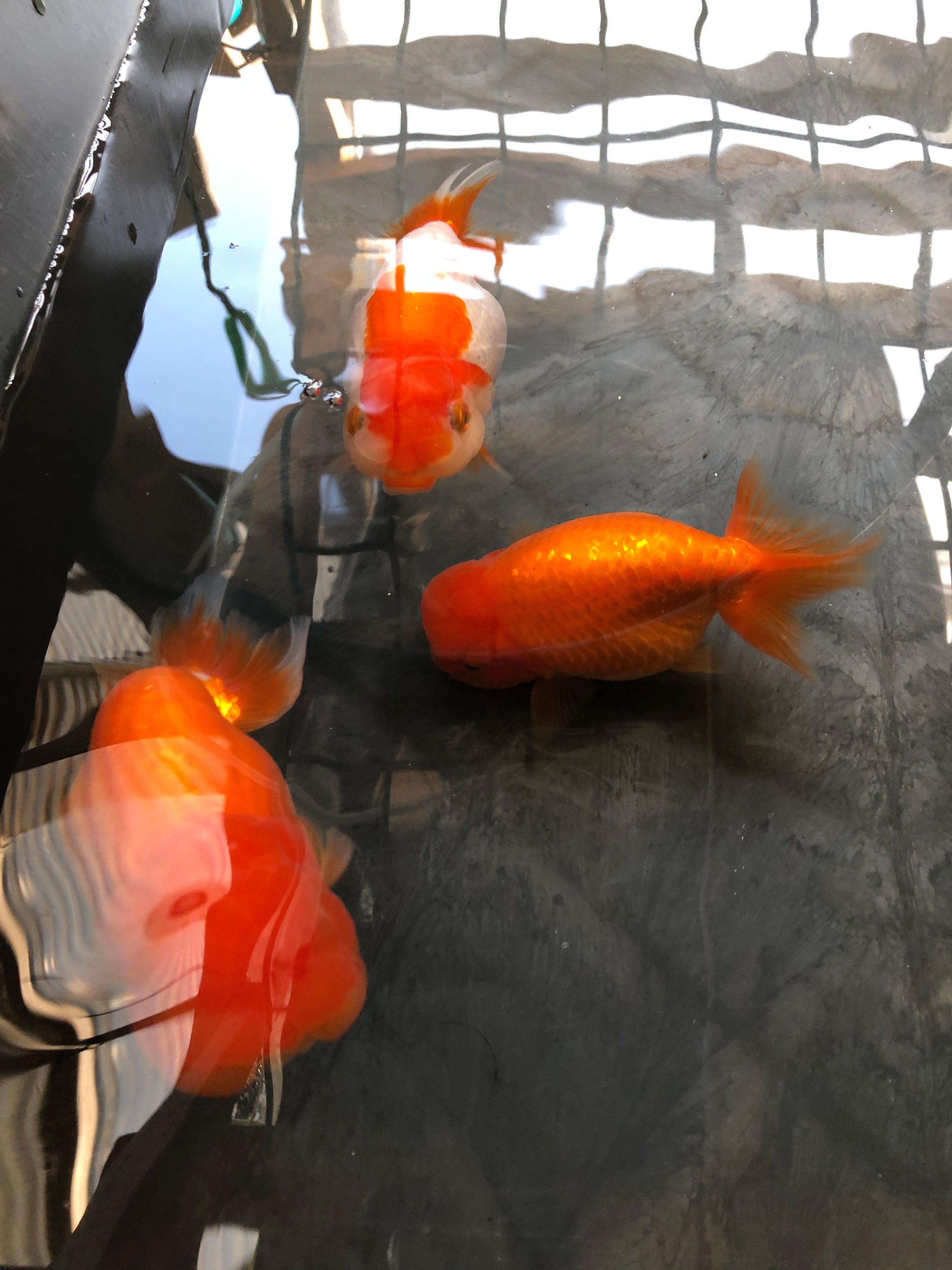 水槽掃除