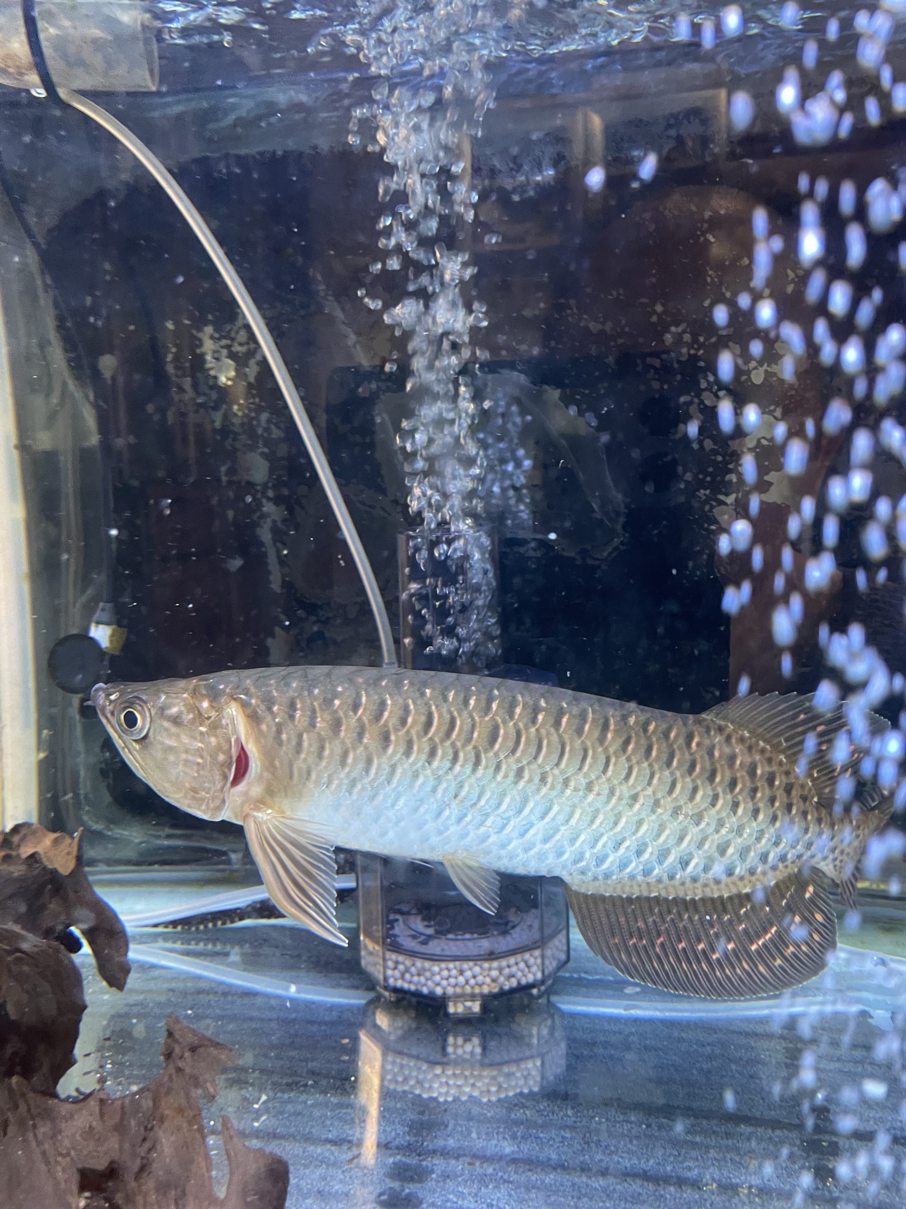 熱帯魚