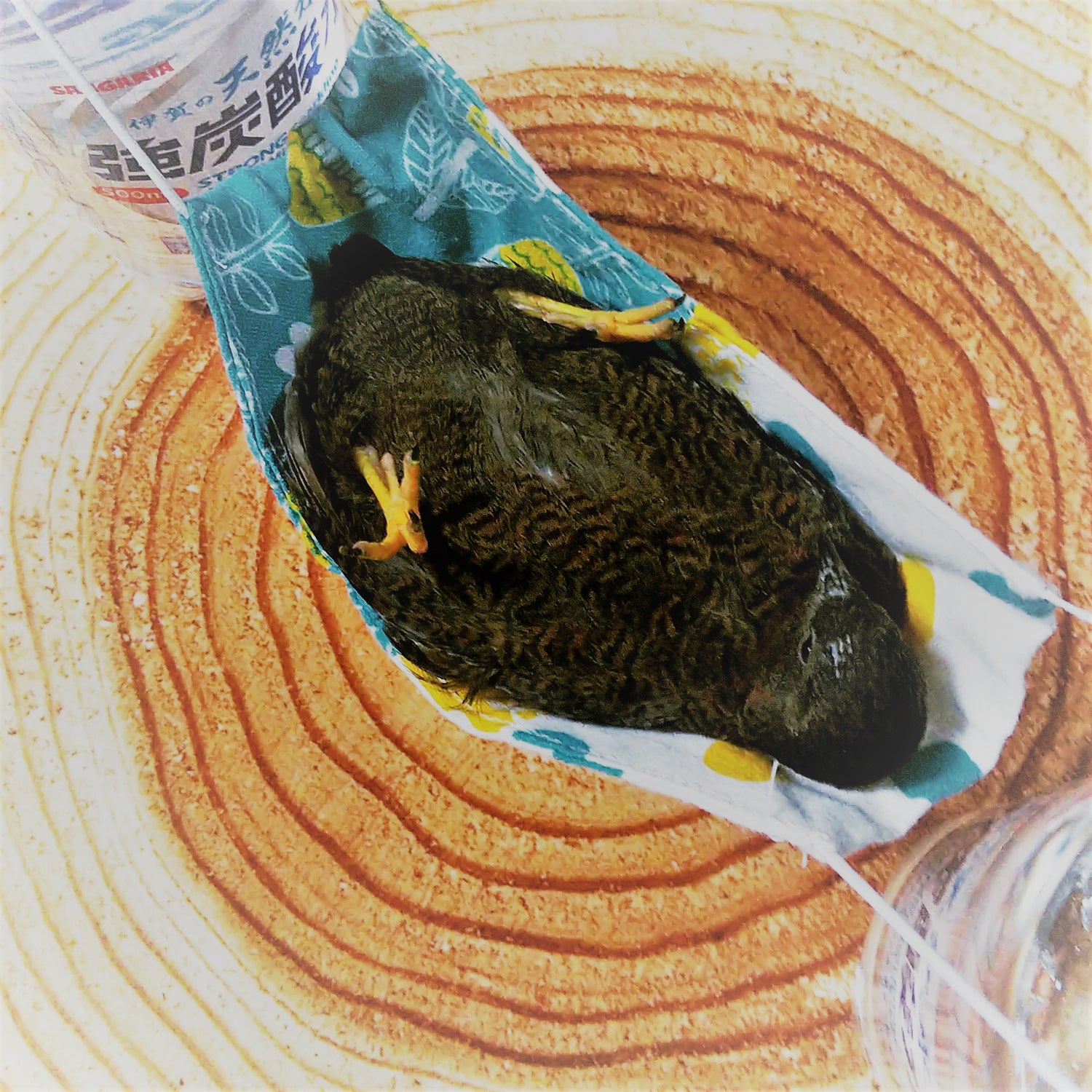 ハンモック