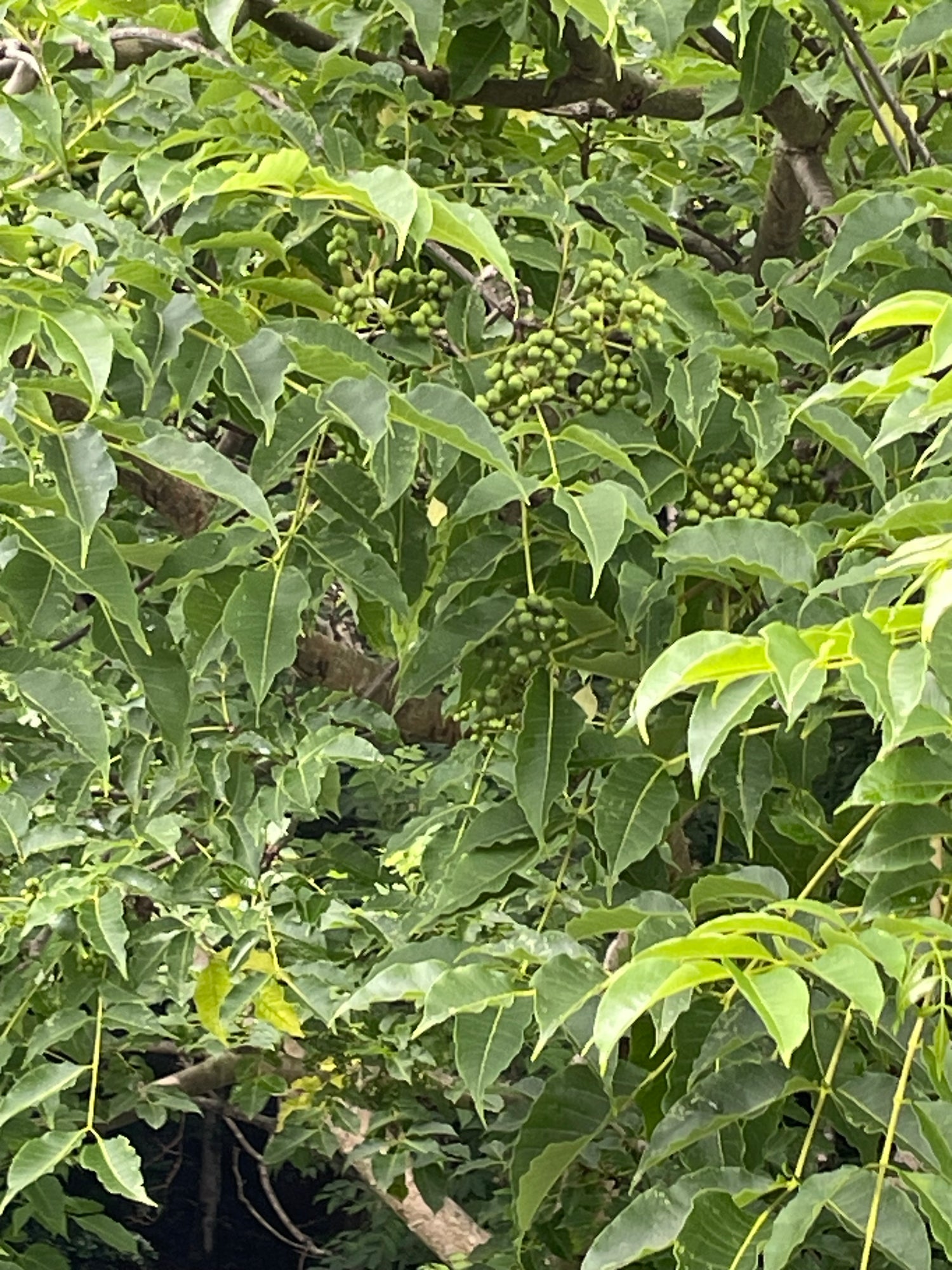 キハダ実