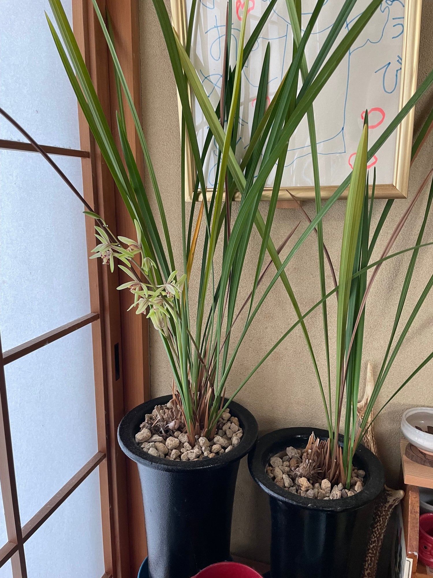 駿河蘭