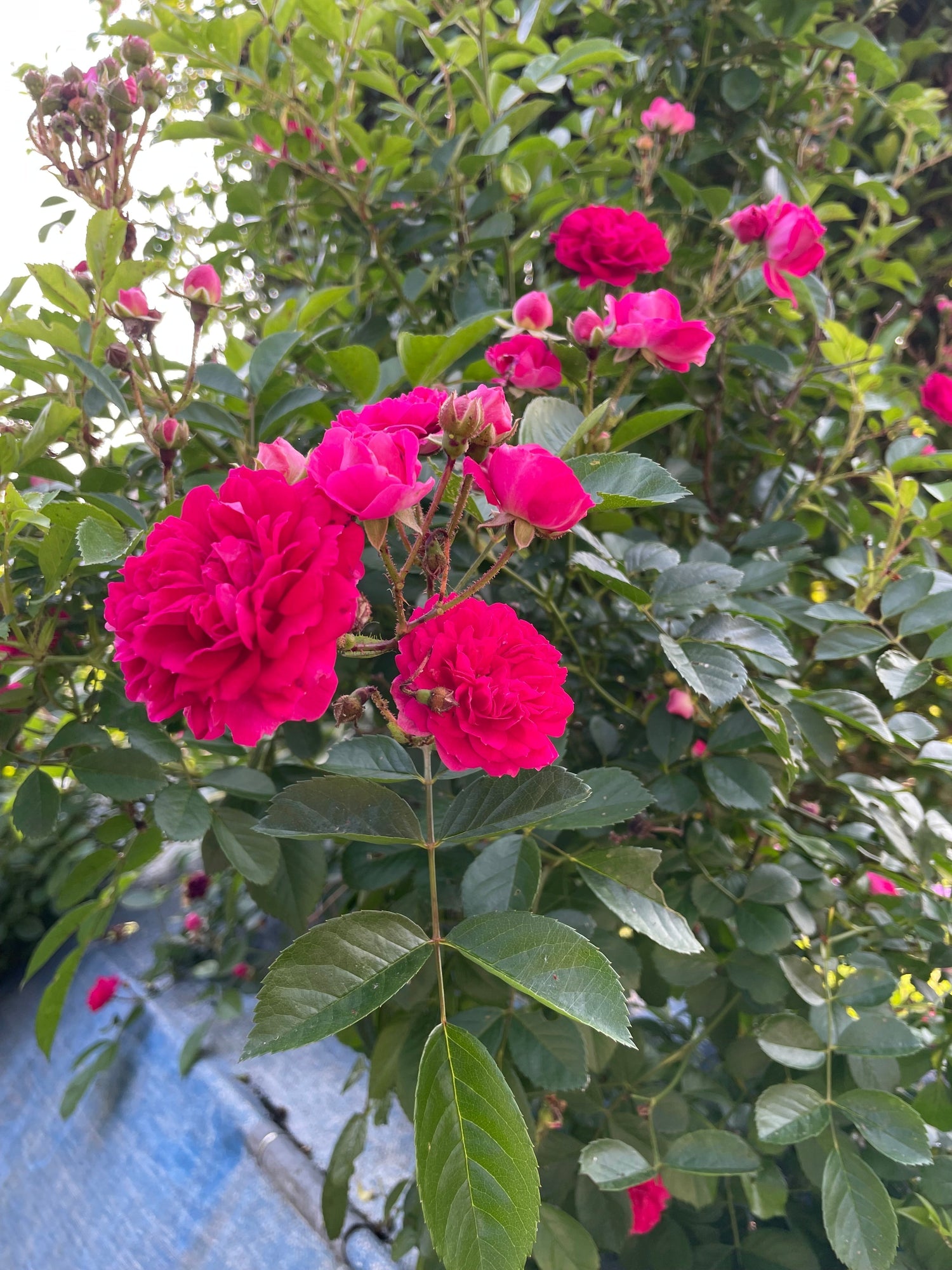 庭先の花