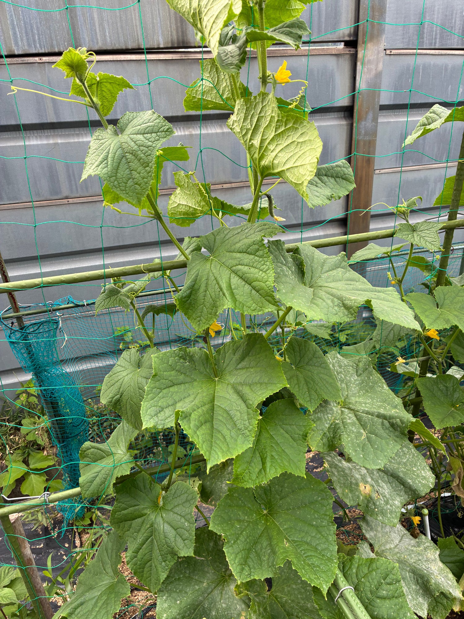 家庭菜園