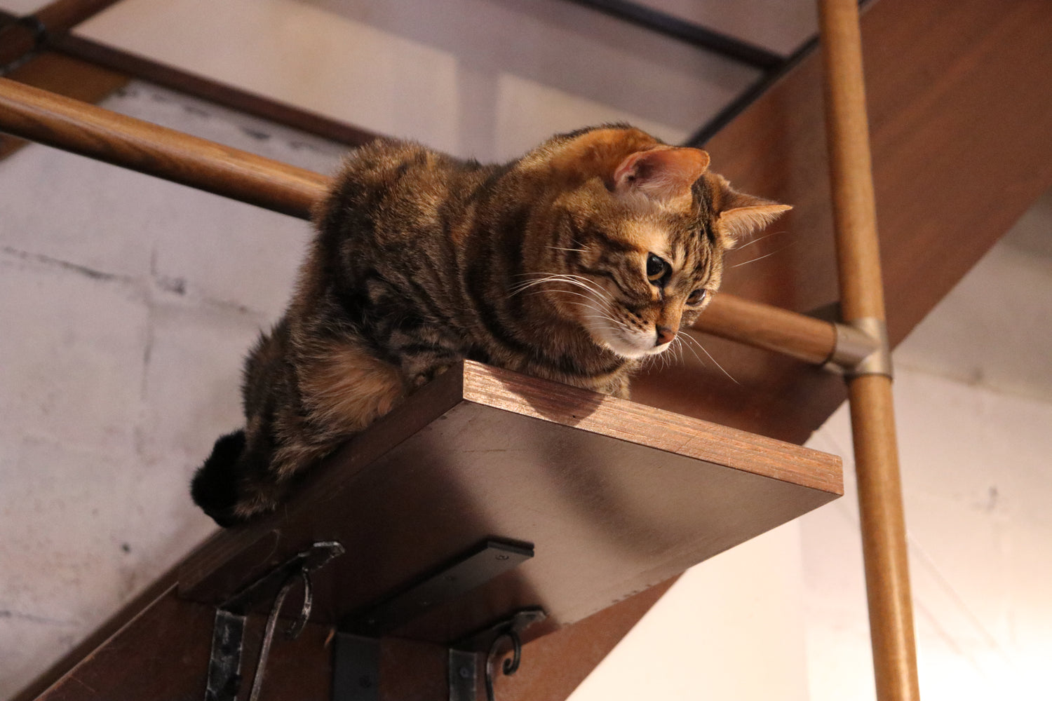 (=^・・^=)