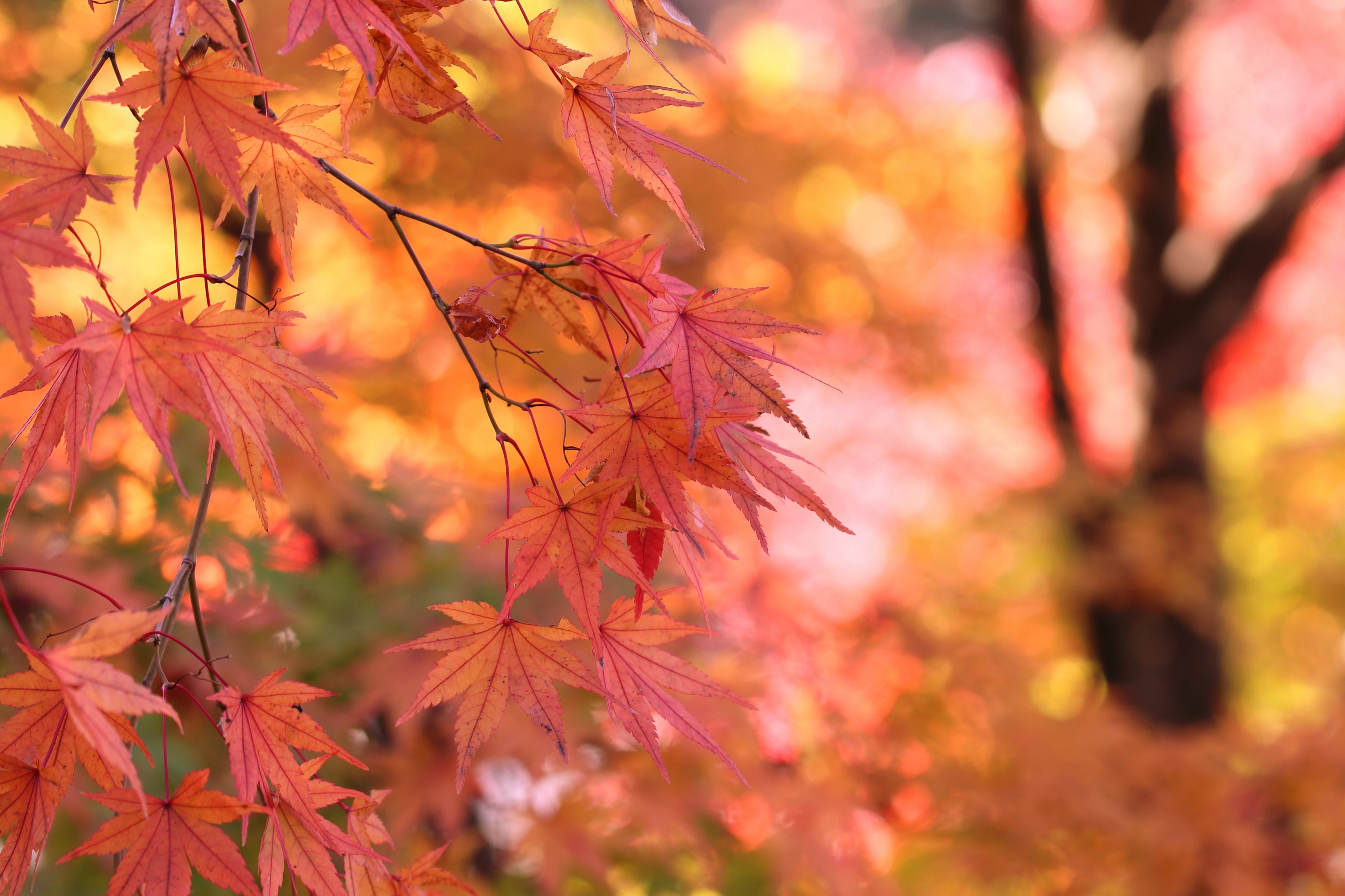 京都の紅葉を見に…