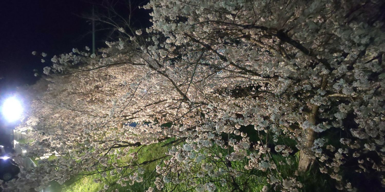 夜桜
