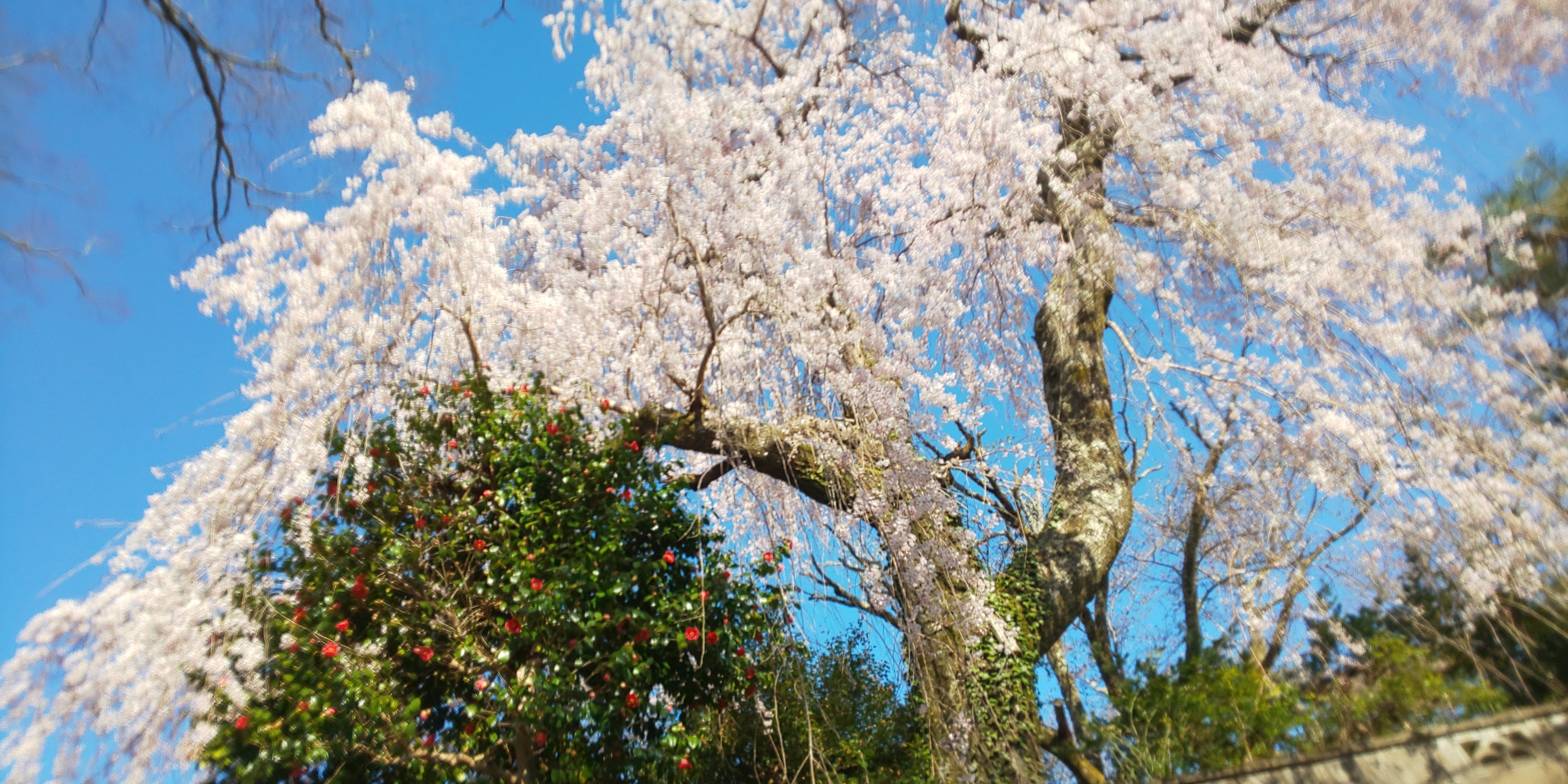 しだれ桜