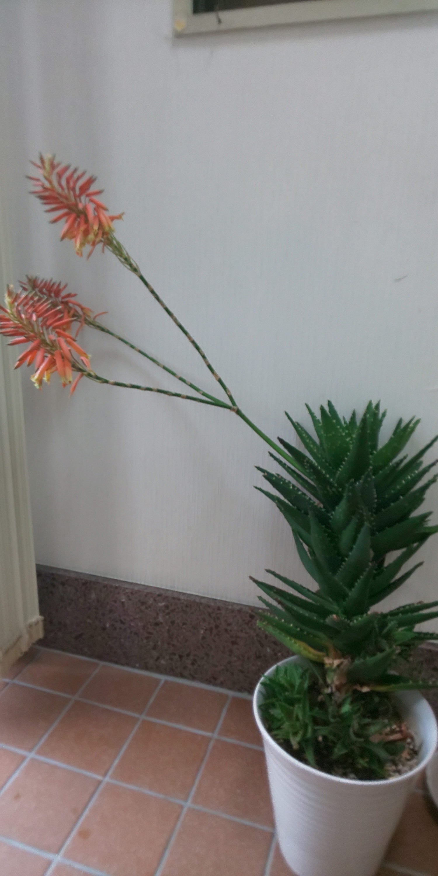 アロエの花