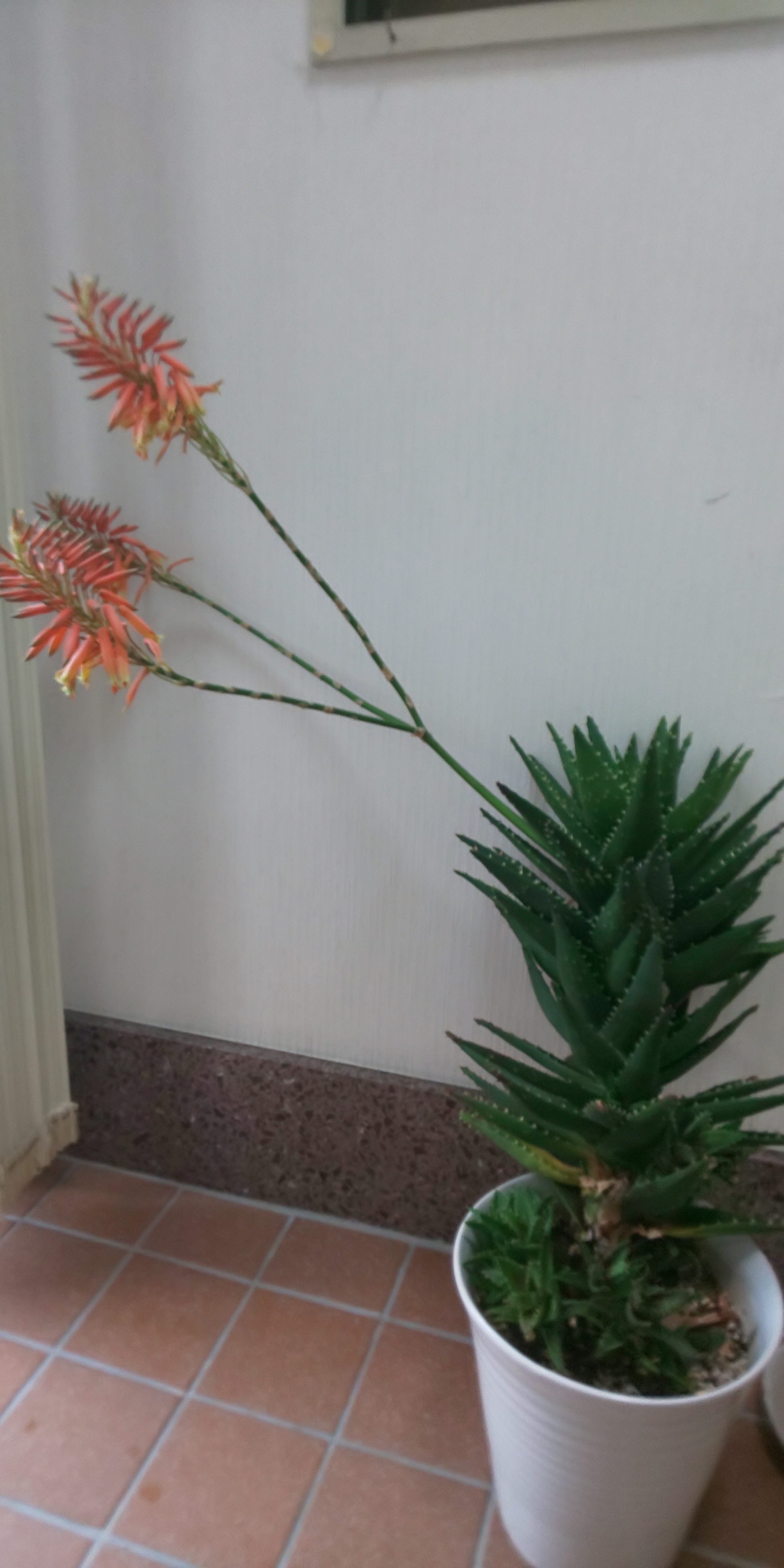 アロエの花