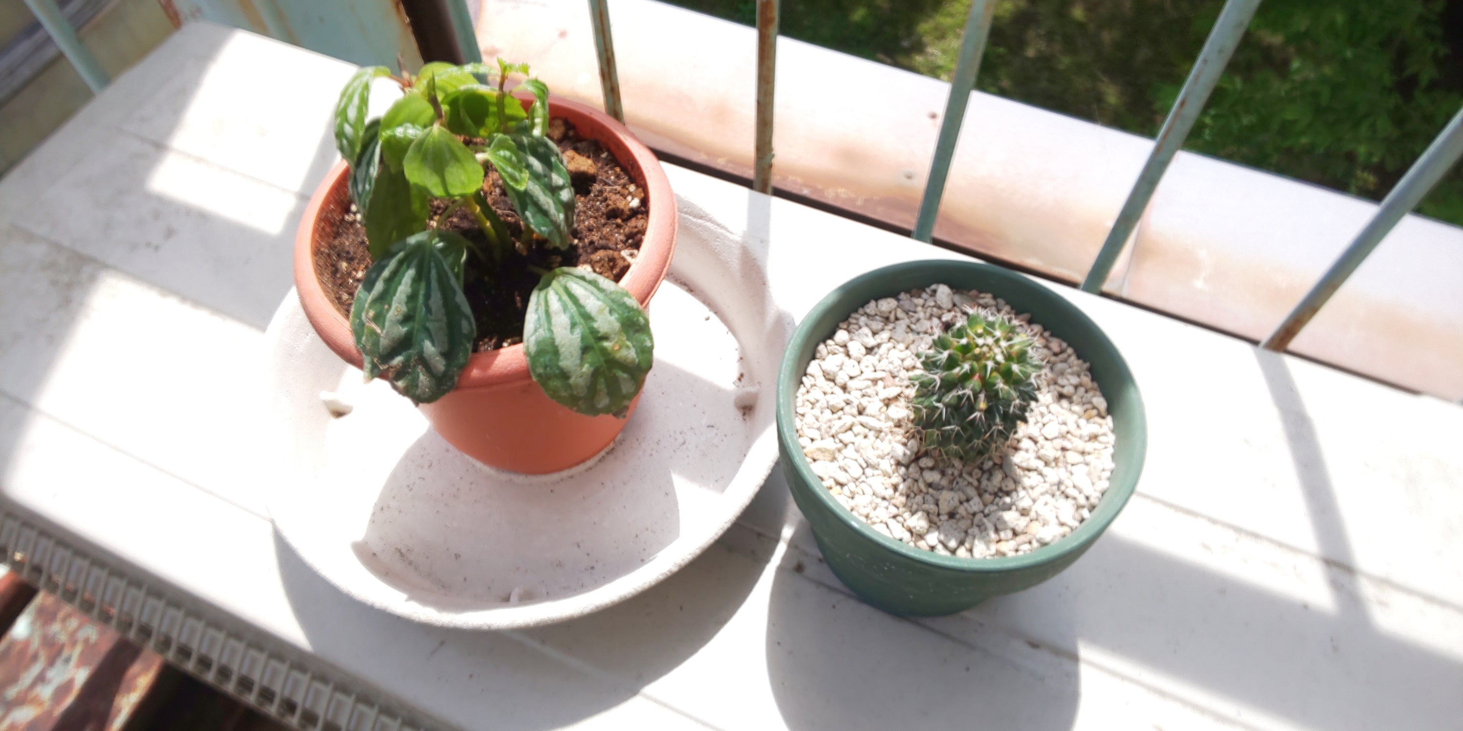 植え替え
