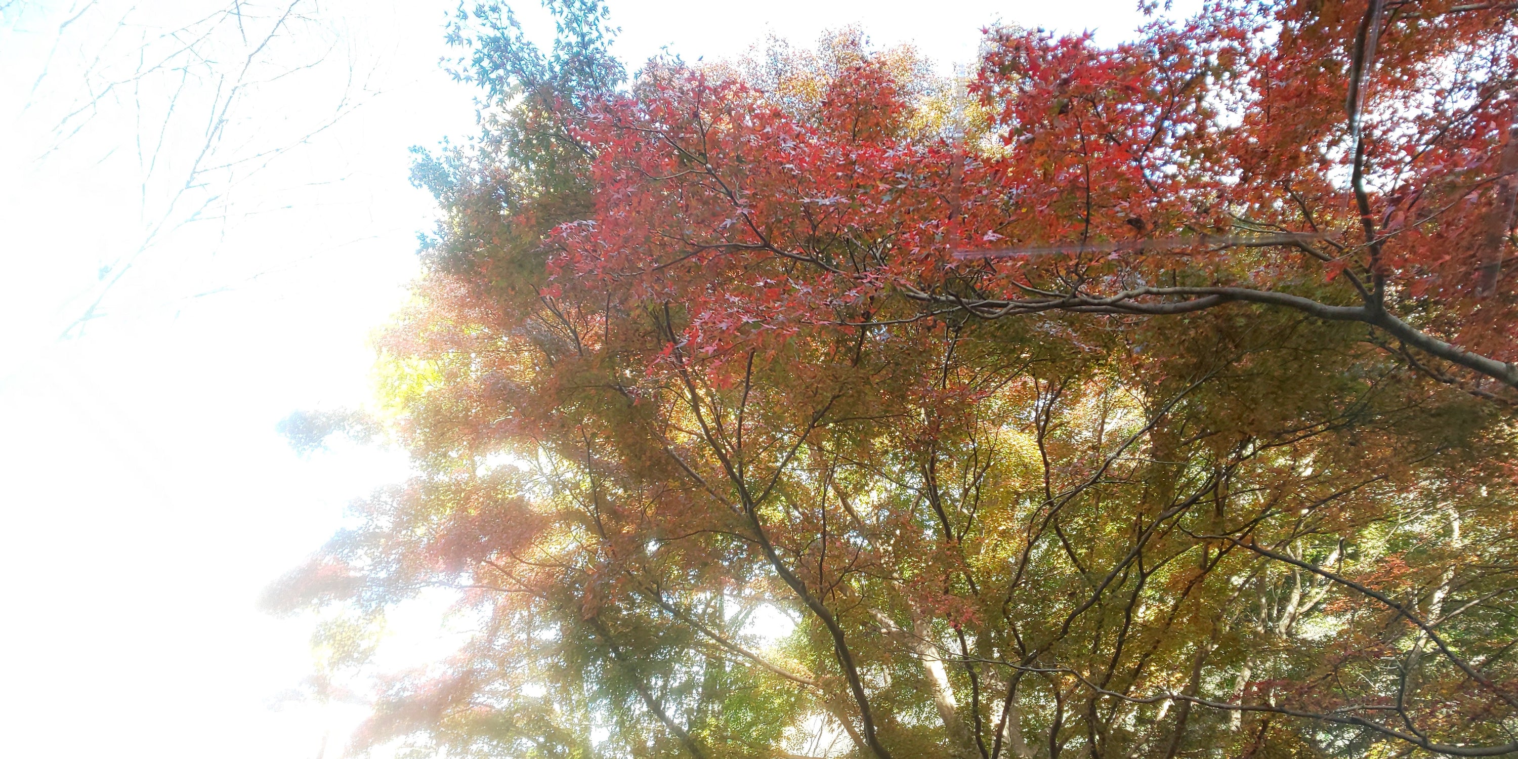 紅葉