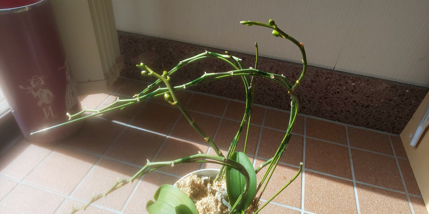 新芽