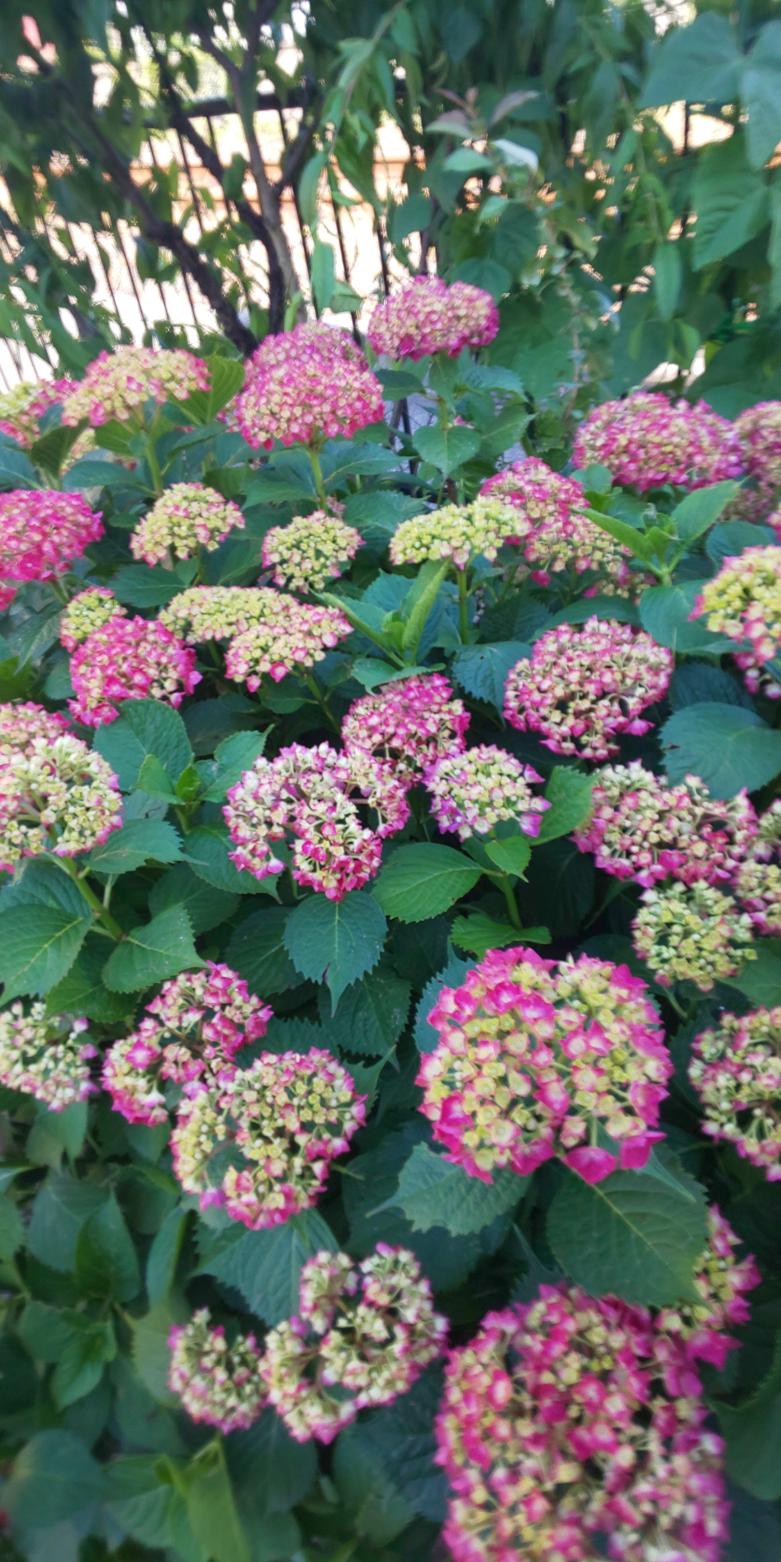 水無月朔日