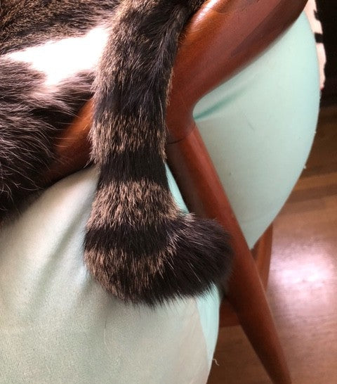 カギしっぽ