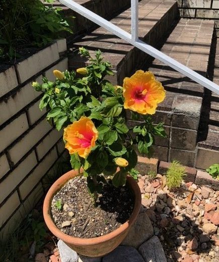 南国の花
