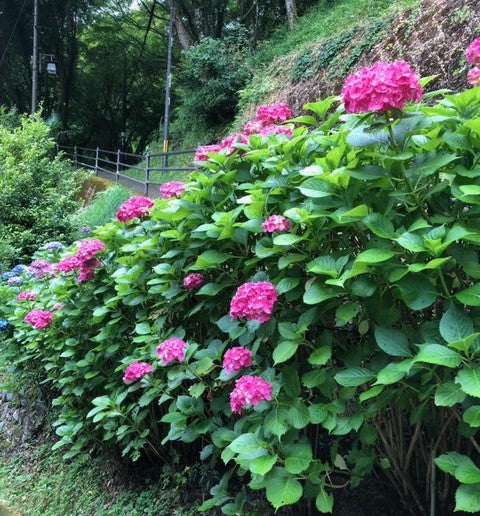 吉野山　七曲りの紫陽花