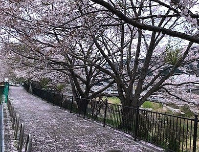 花びら舞い散る歩道