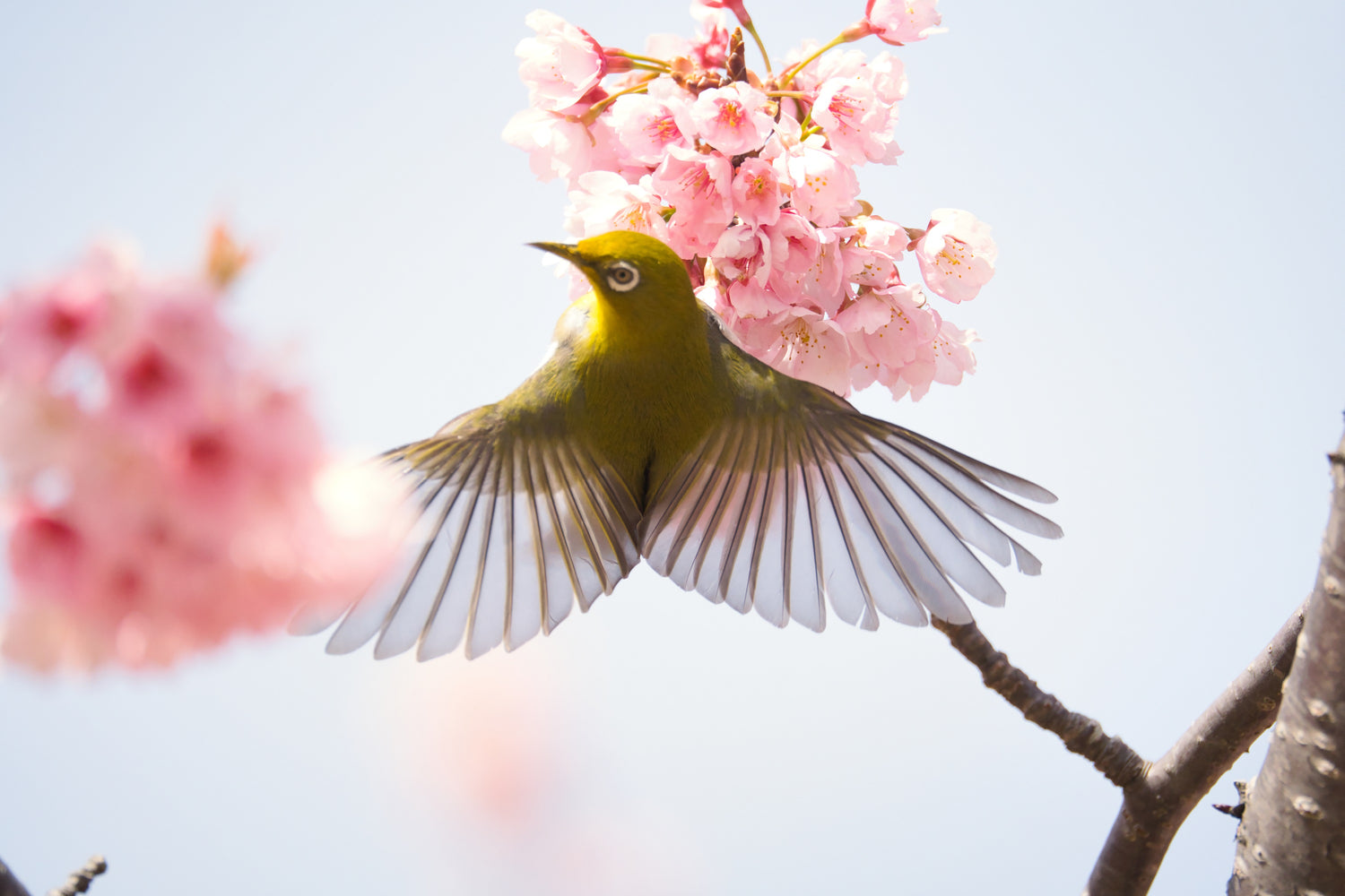 メジロ
