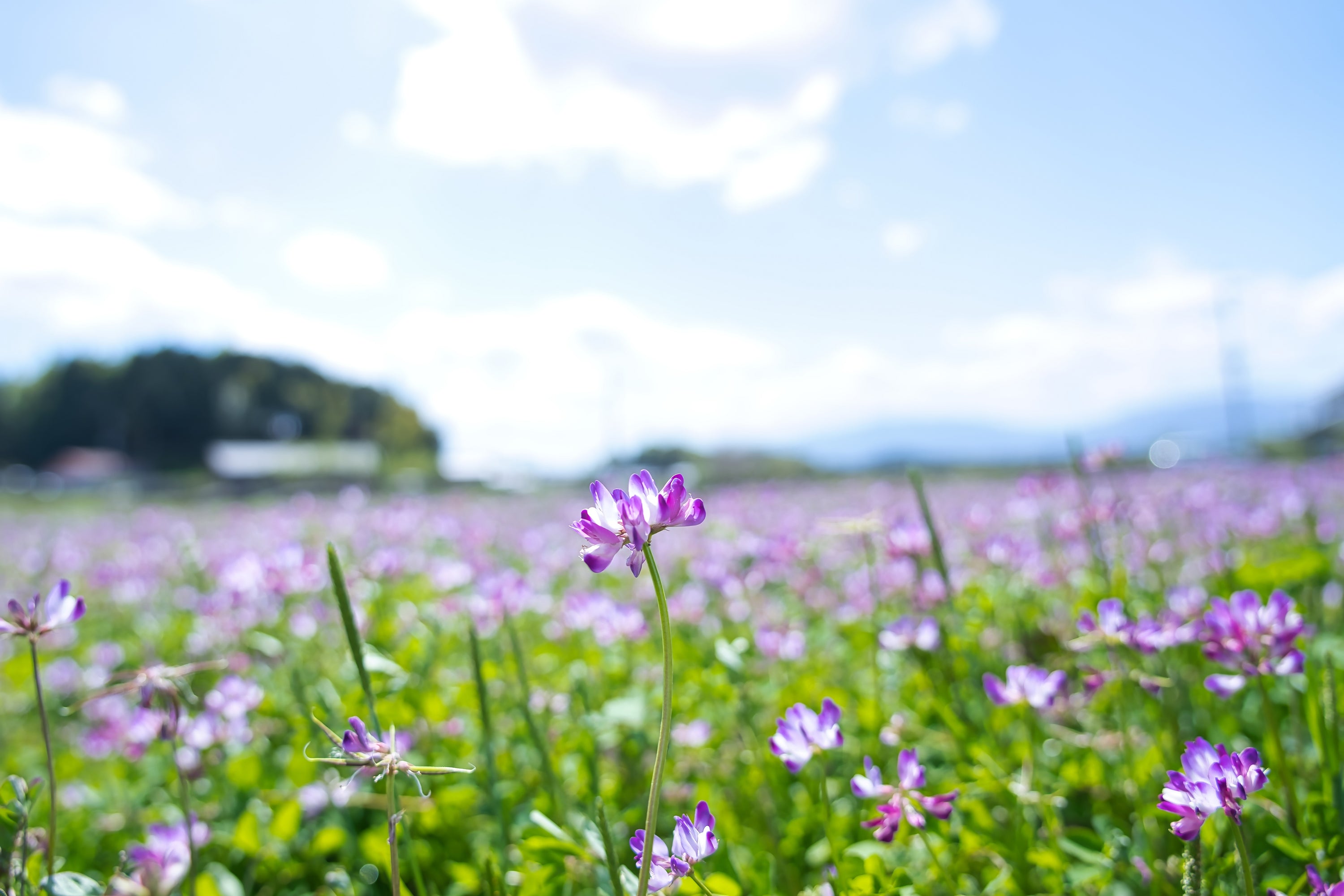 菜の花、蓮華、蜂、蝶