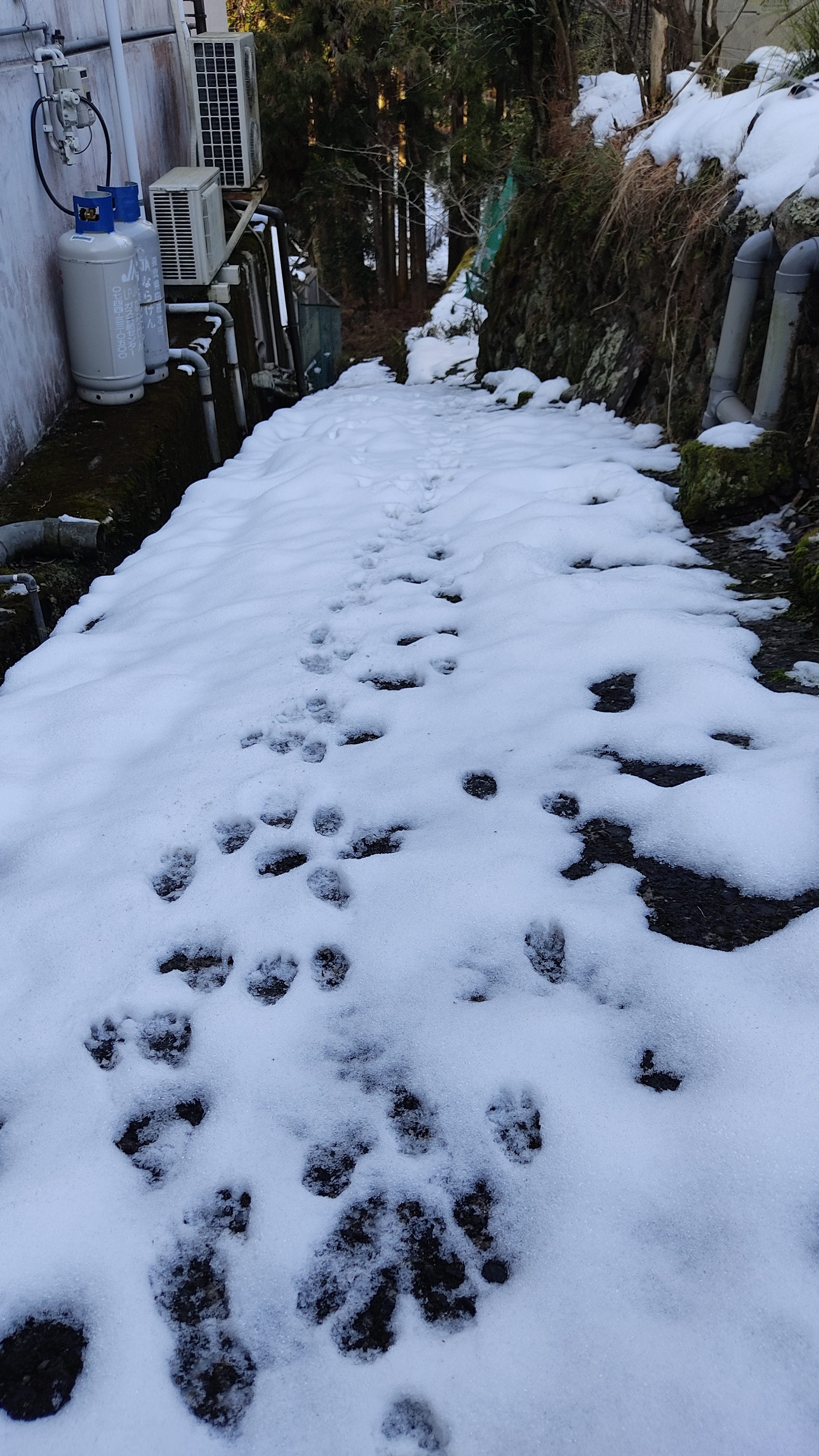 夜中の通り道？