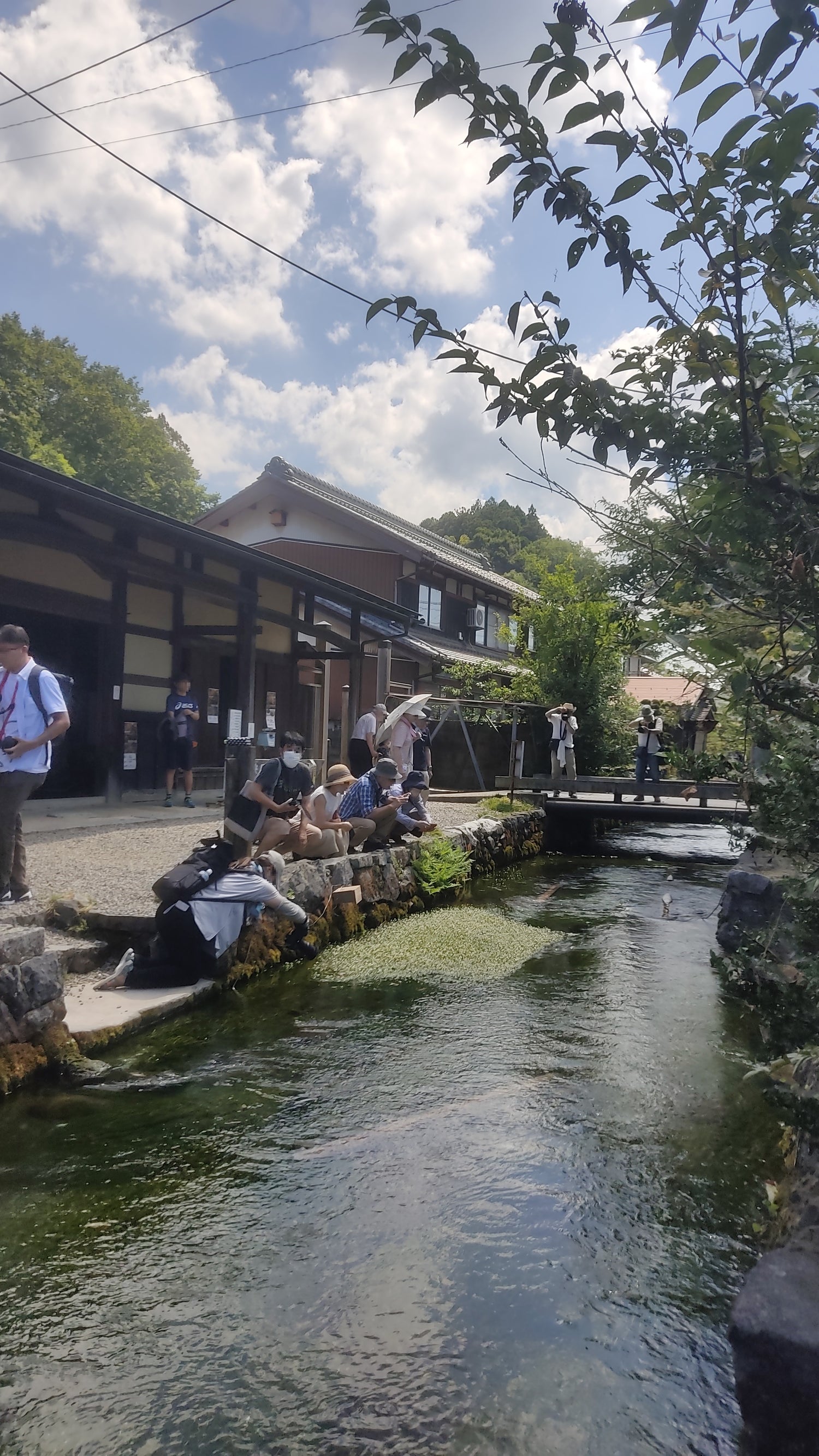 冷たい川と水中花