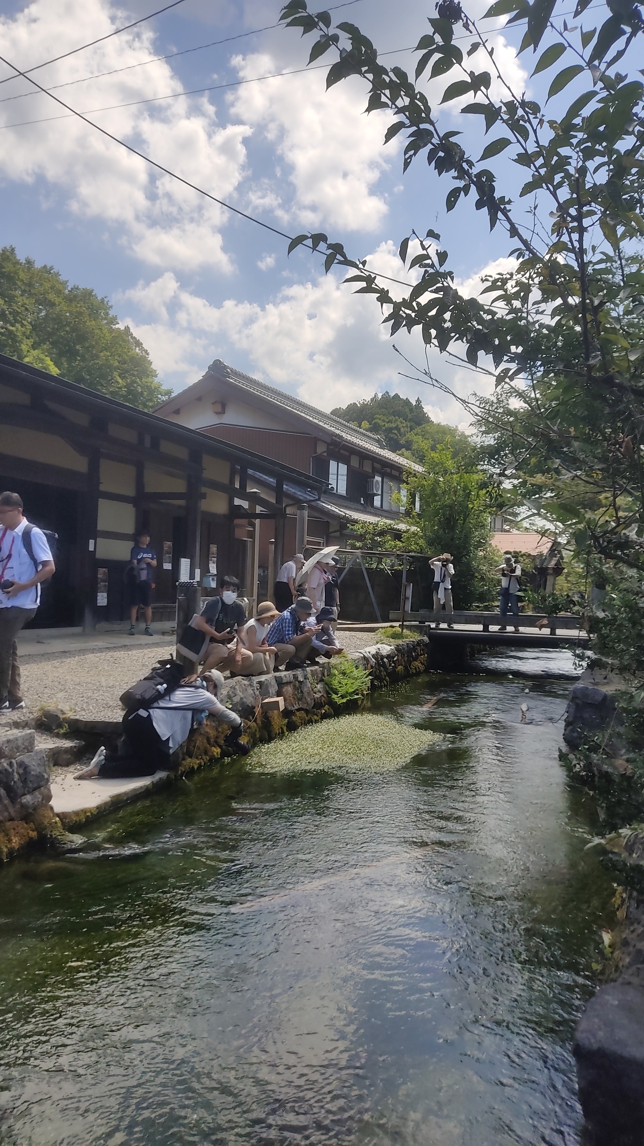 冷たい川と水中花
