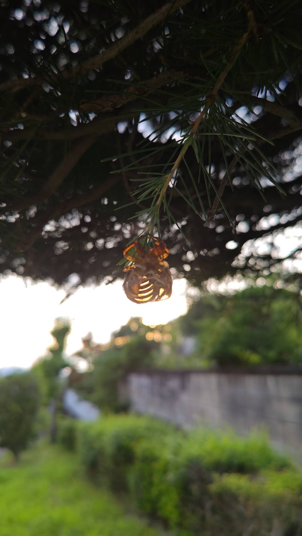 セミの抜け殻
