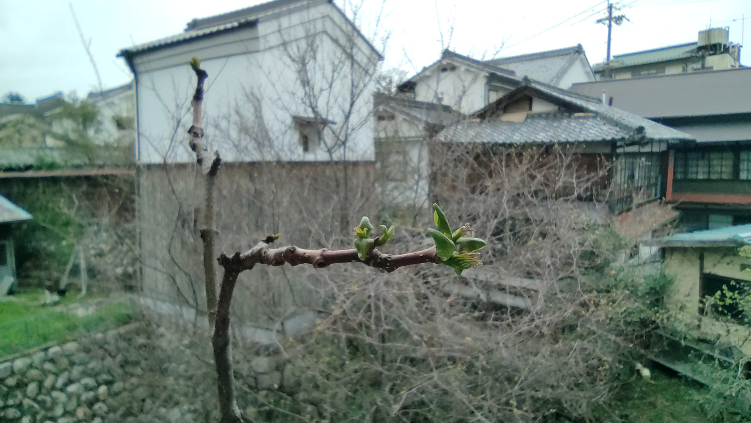 新芽