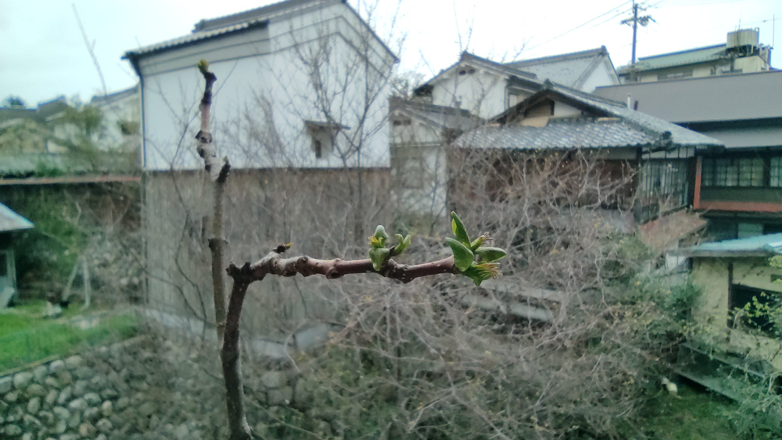 新芽