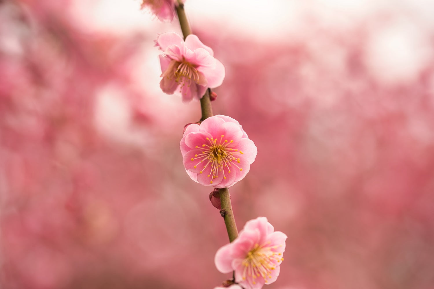 梅