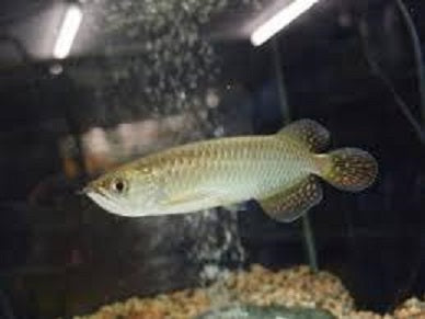 趣味の熱帯魚